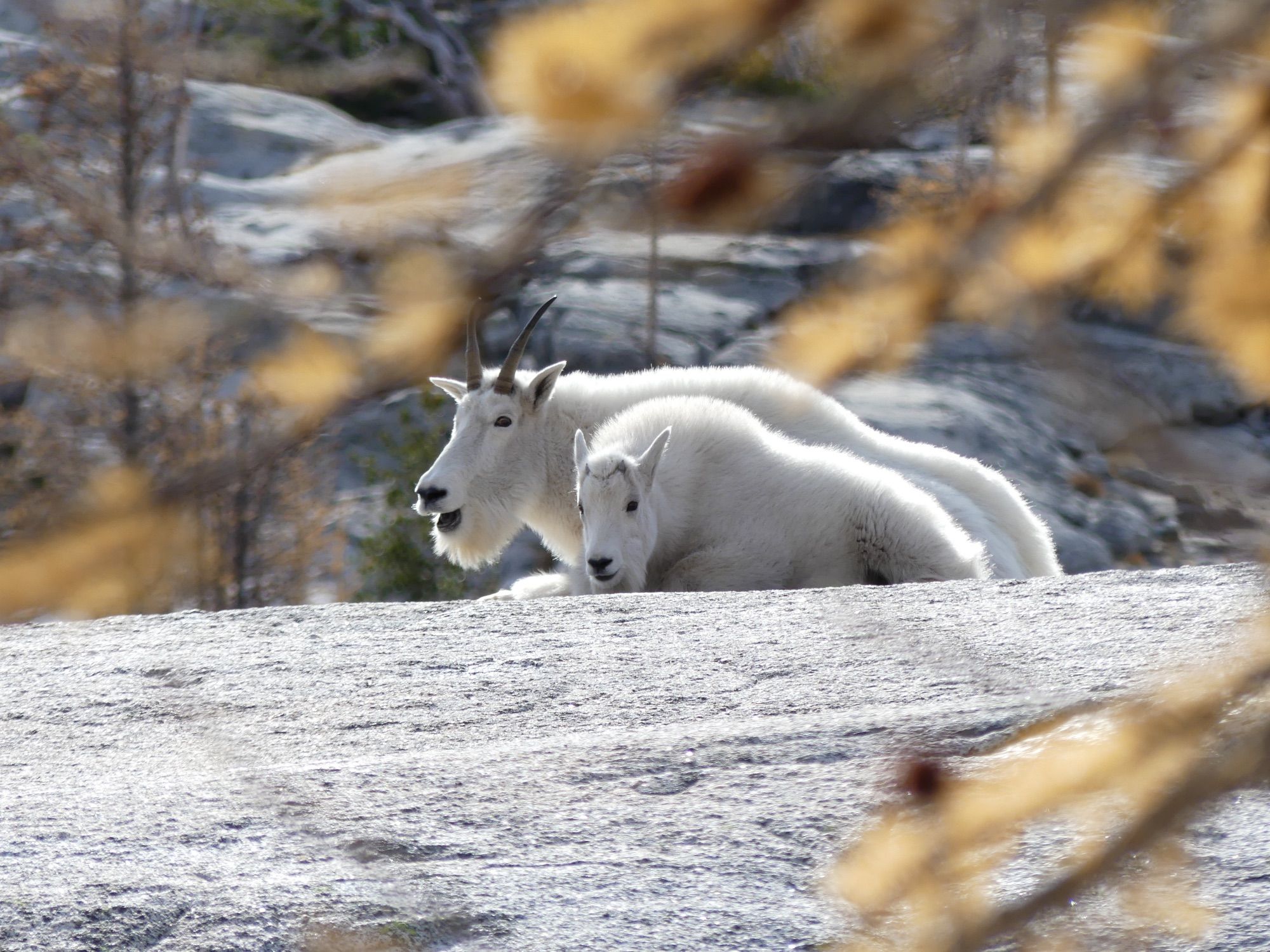 Adult and young mountain goat sit on a rock