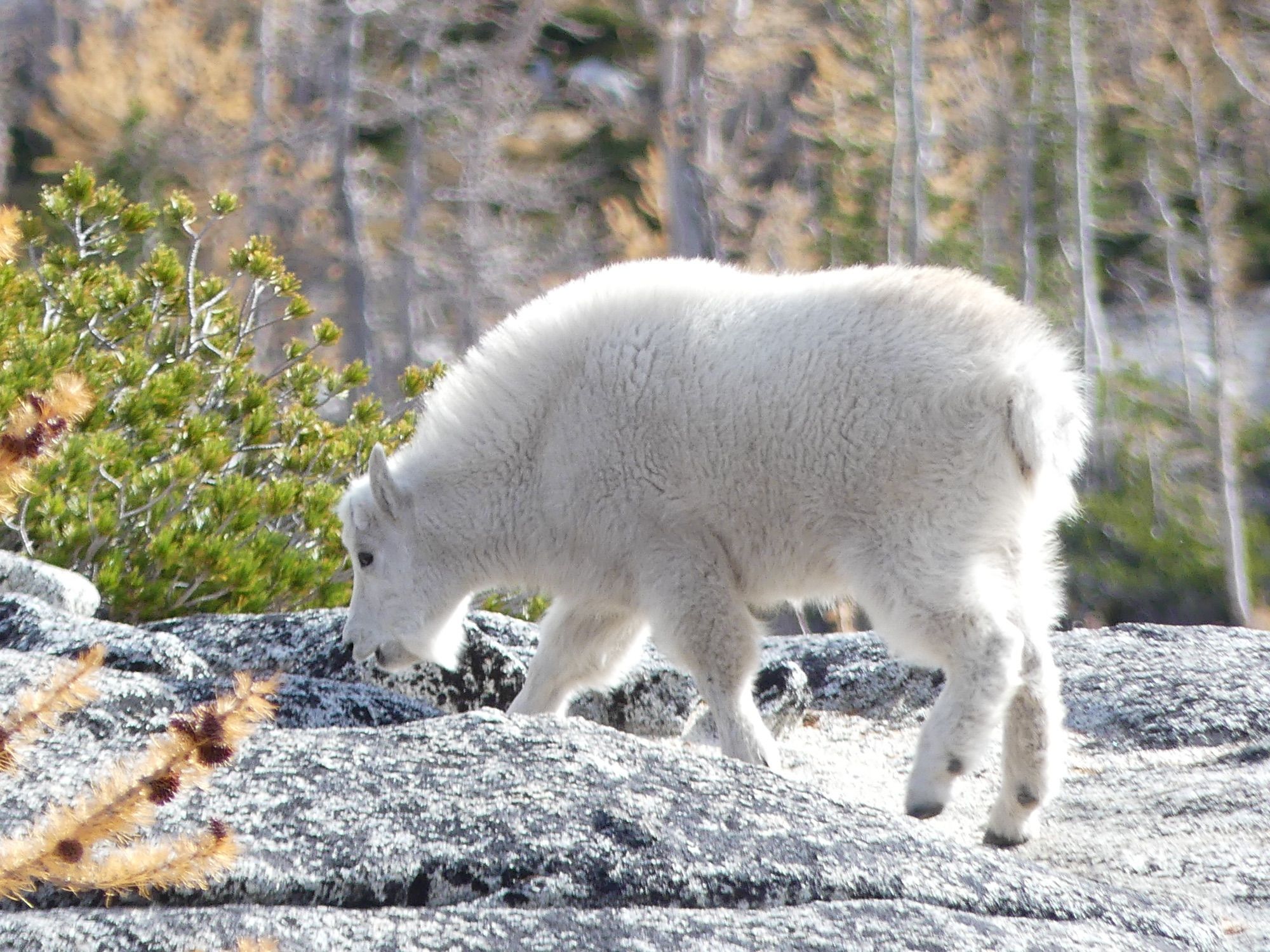 Baby mountain goat