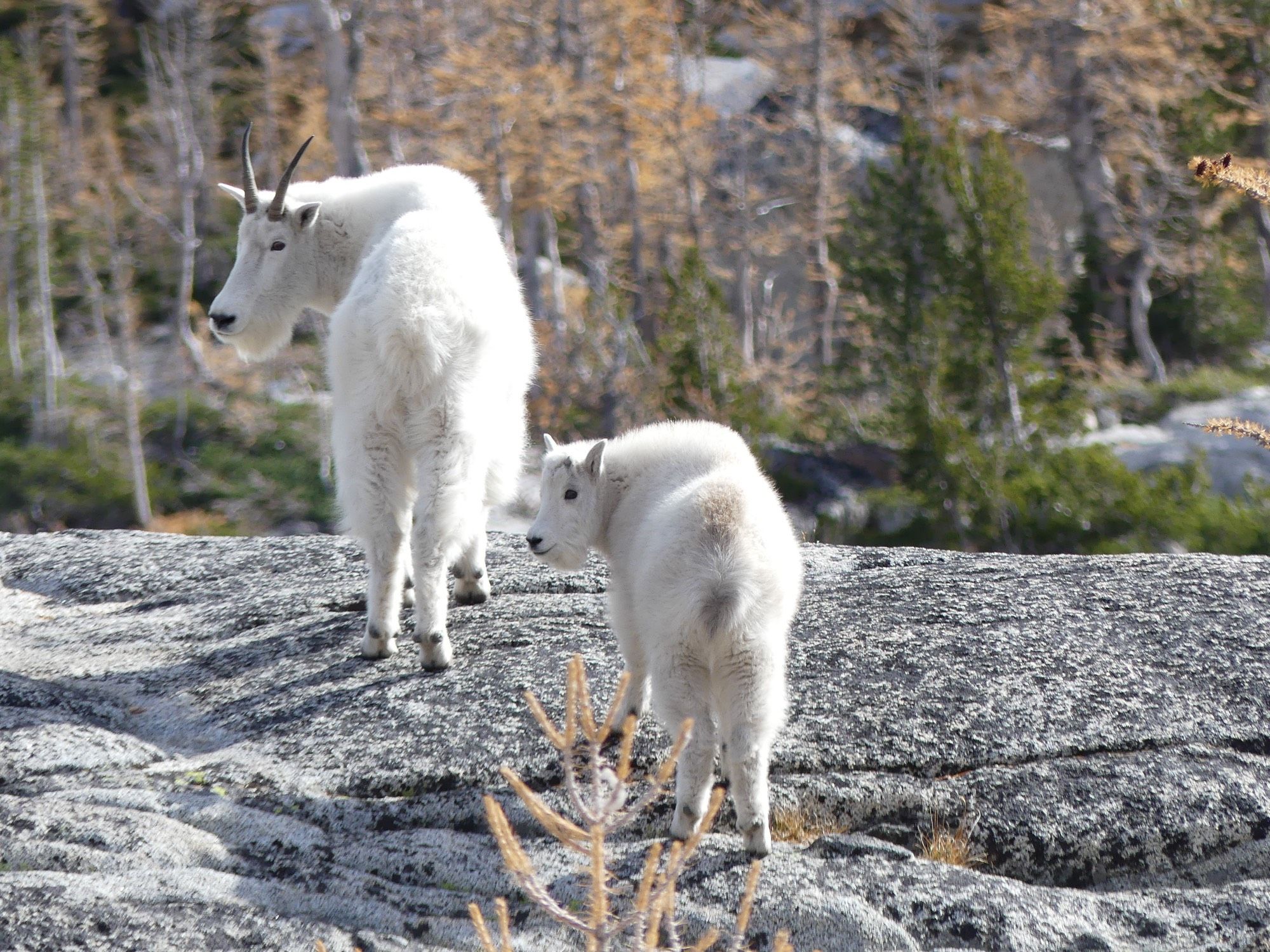 Adult and young mountain goat look back together