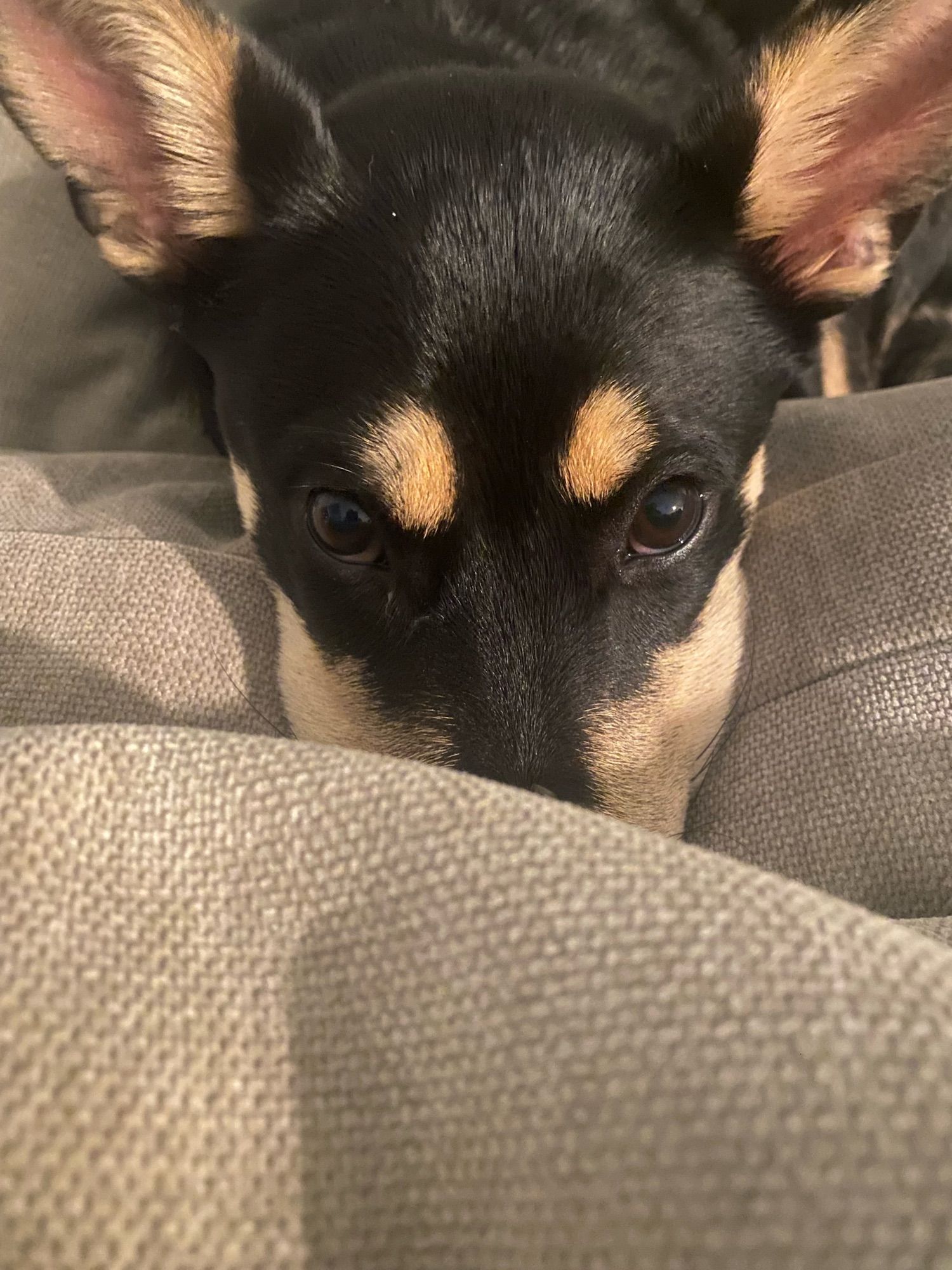 Black dog with brown eyebrows and muzzle burying her face into couch cushions