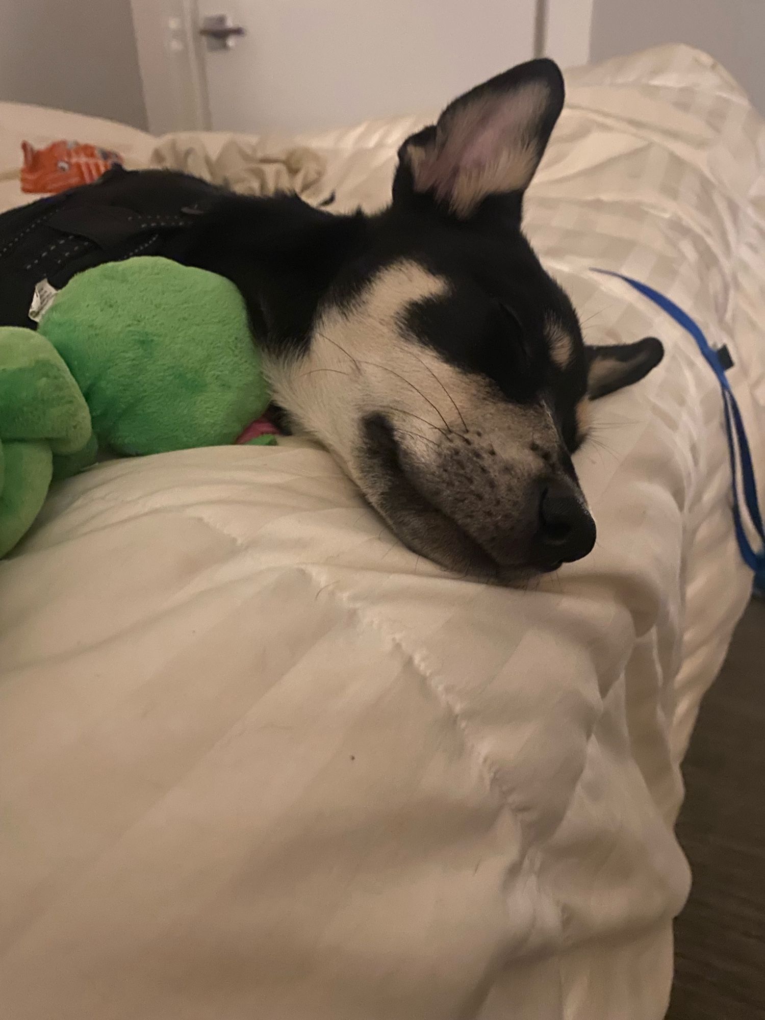 A very cute 3.5 month old black puppy with pointy ears and a white muzzle asleep on top of a comforter snuggling a stuffed green worm toy