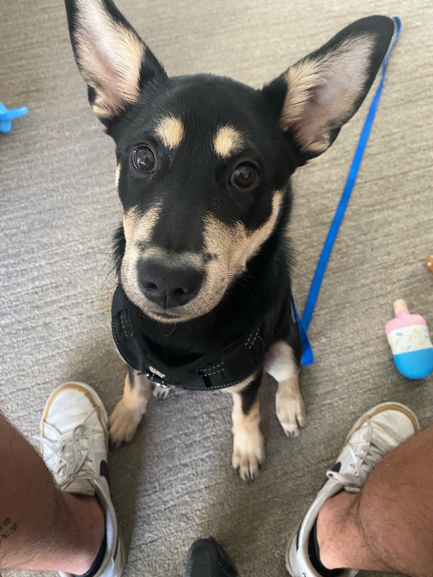 Small black and brown dog with pointy ears sitting between my feet looking into the camera. There is an ice cream pop plush toy on the ground nearby