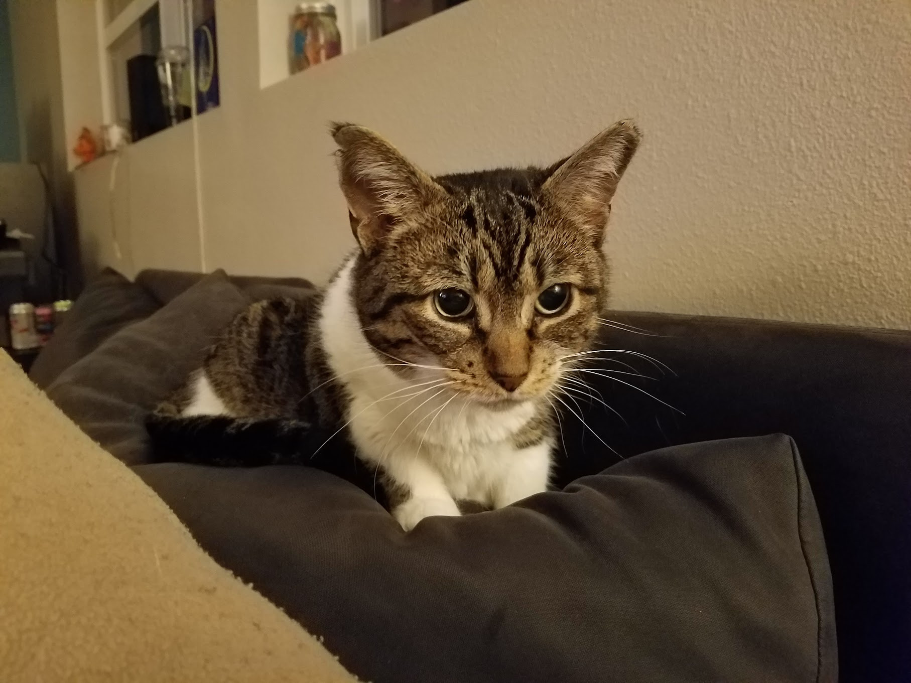 the same kitty, older, curled up on a couch and giving a stare