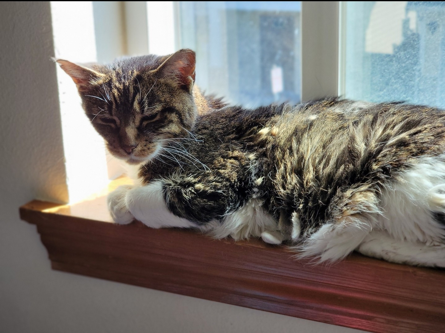 a cat enjoying the sun's warmth