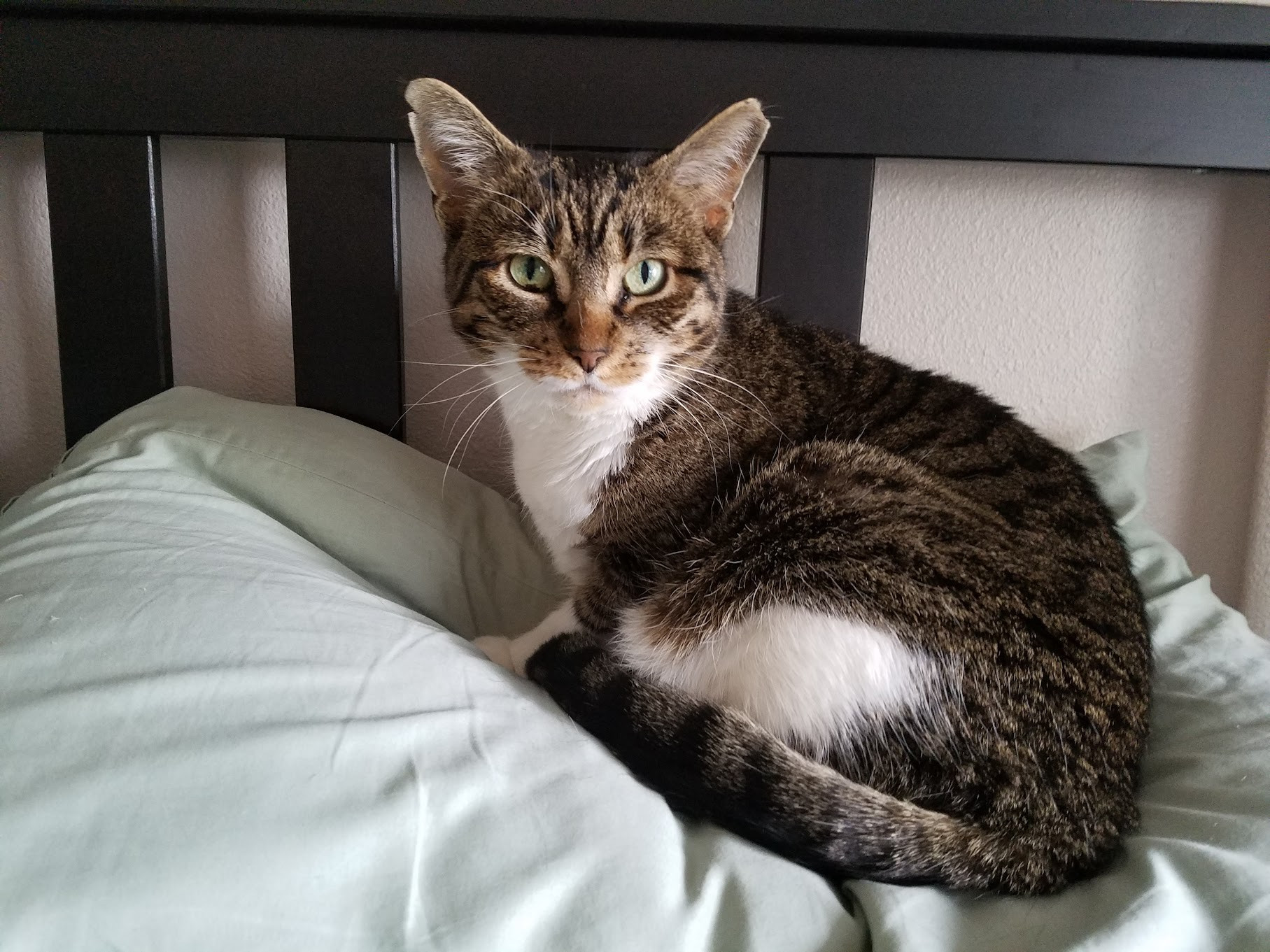 the same kitty, older, curled up on a pillow and giving a stare