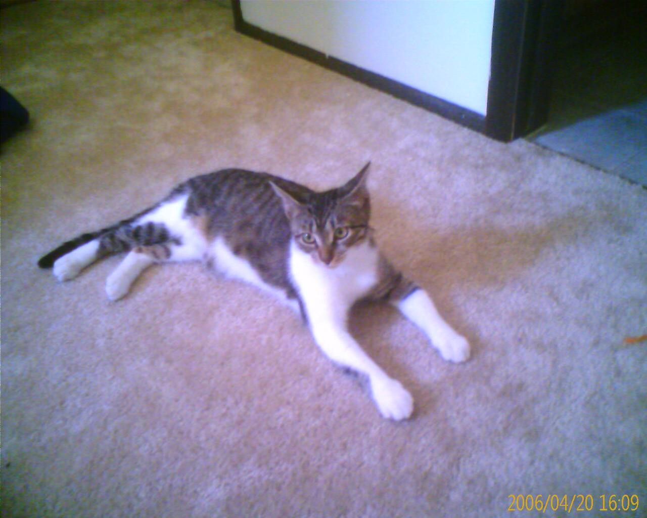 a cat lays on a carpet, looking confused at the camera.  she has just gotten adopted after living on the streets, and is only just getting used to her new environment