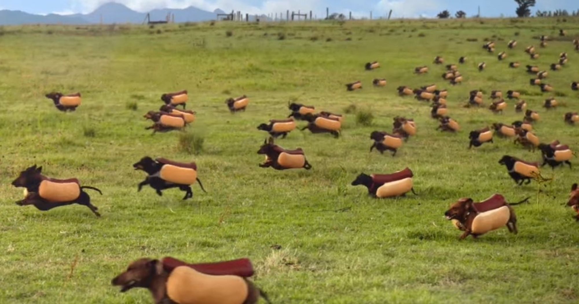 a flock of wienerdogs sprinting across a grassy field. each wienerdog is wearing a hotdog costume. old fence and blue sky in background 