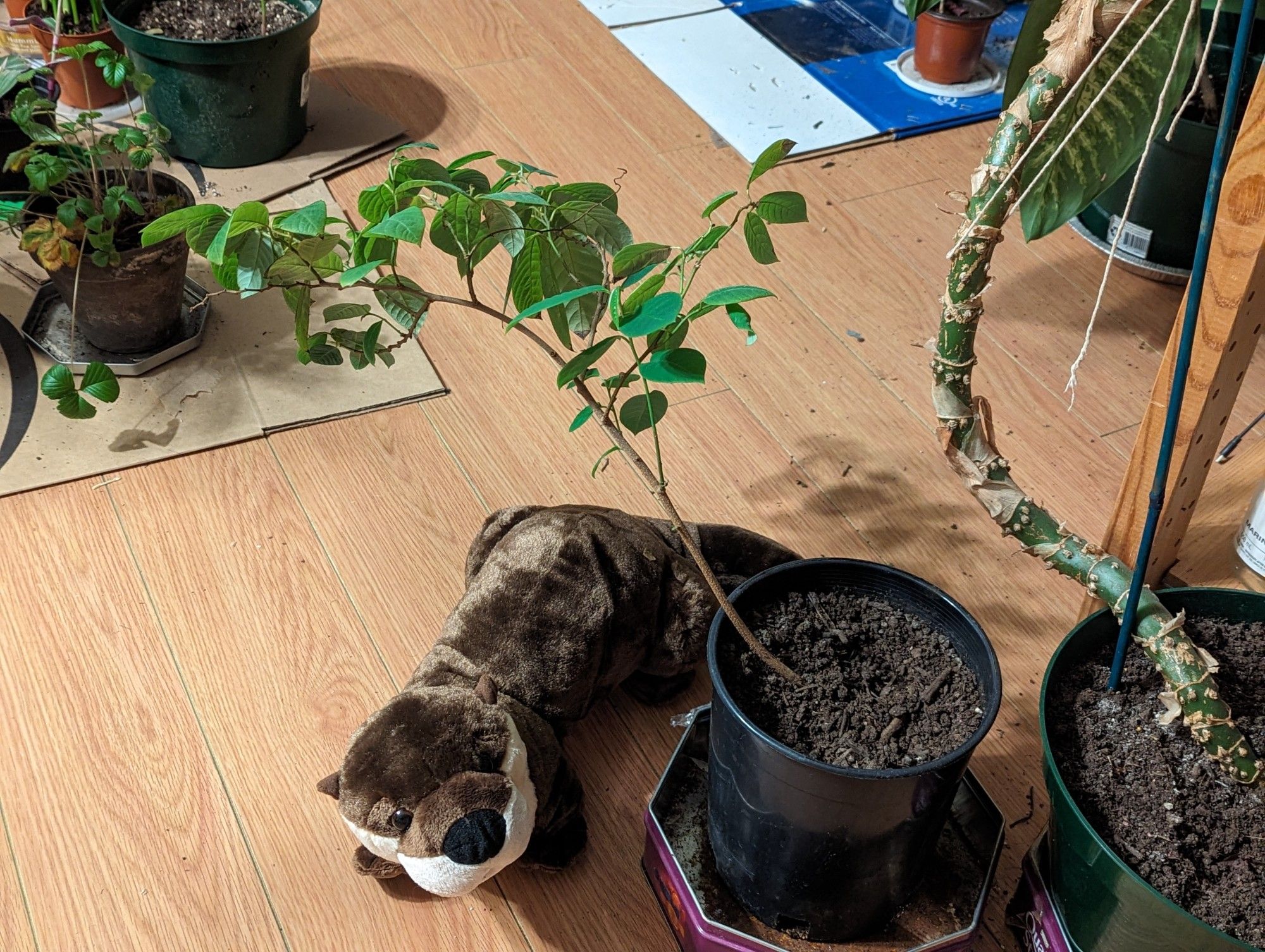 Stuffed river otter toy on floor, peeking out behind a potted plant.