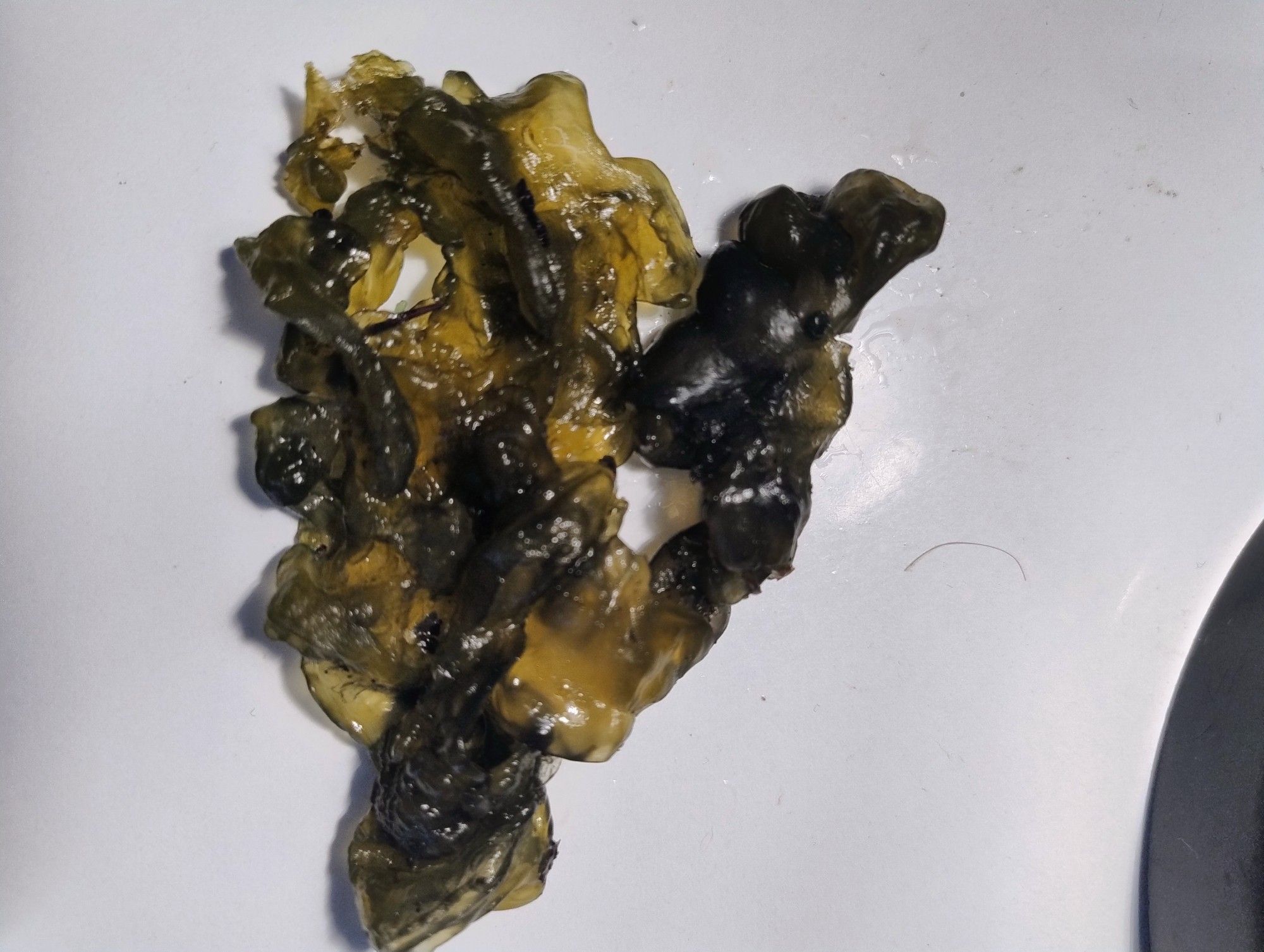 nostoc commune, a cyanobacteria collective that looks like a blob or a seaweed.