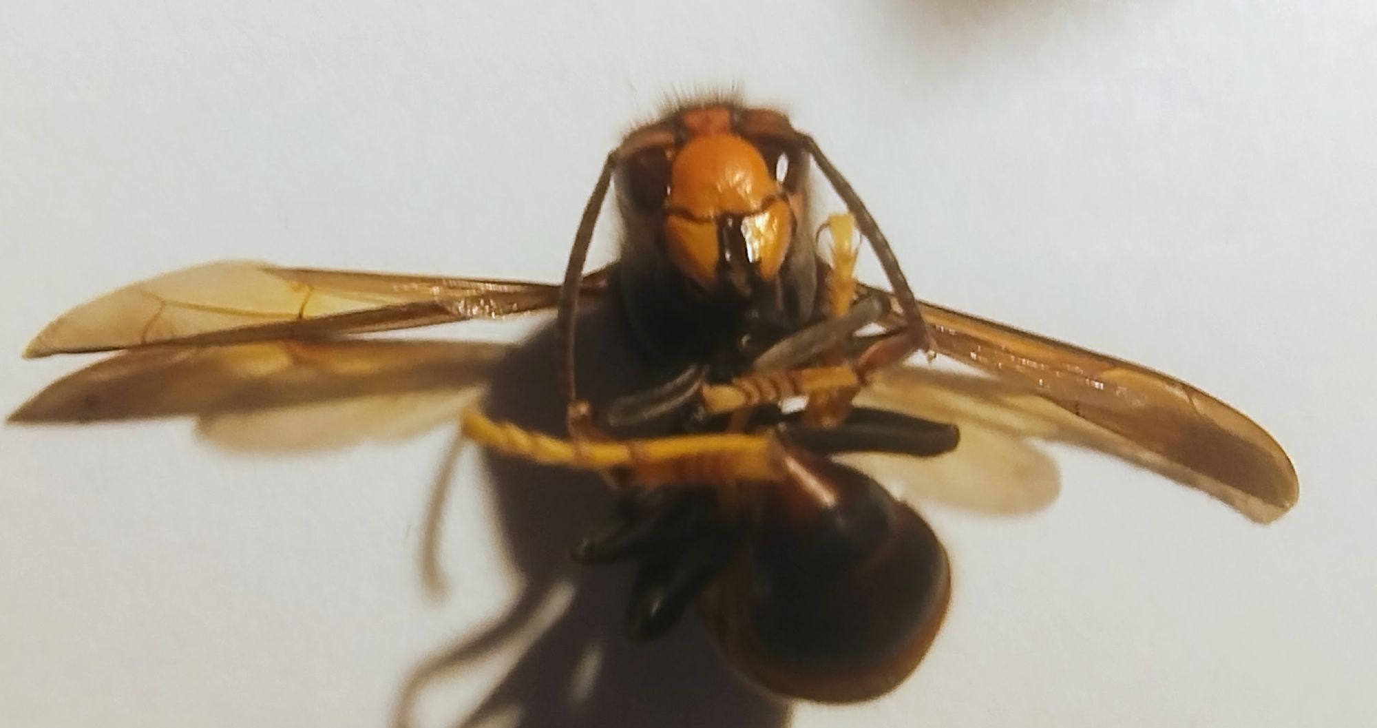 An Asian Hornet lying on its back with its legs folded.