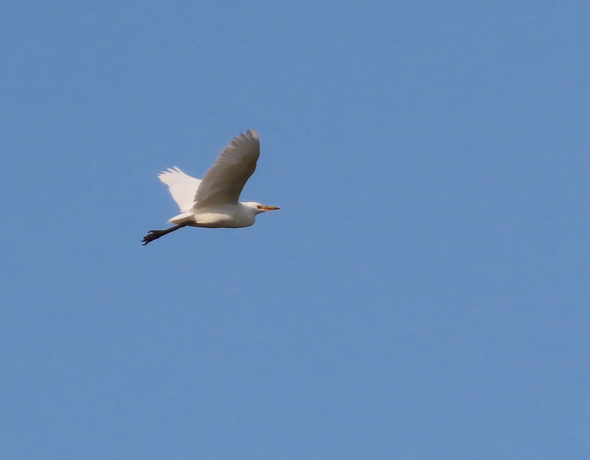 One of the 4 Cattle Egrets from the North Lake, BB tick ✔️