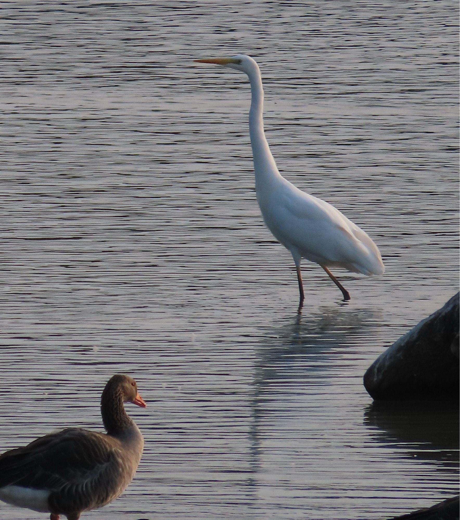 Great White Egret also present.