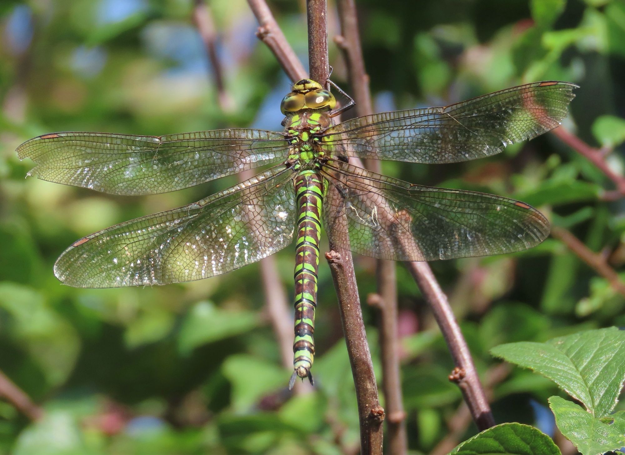 Southern Hawker