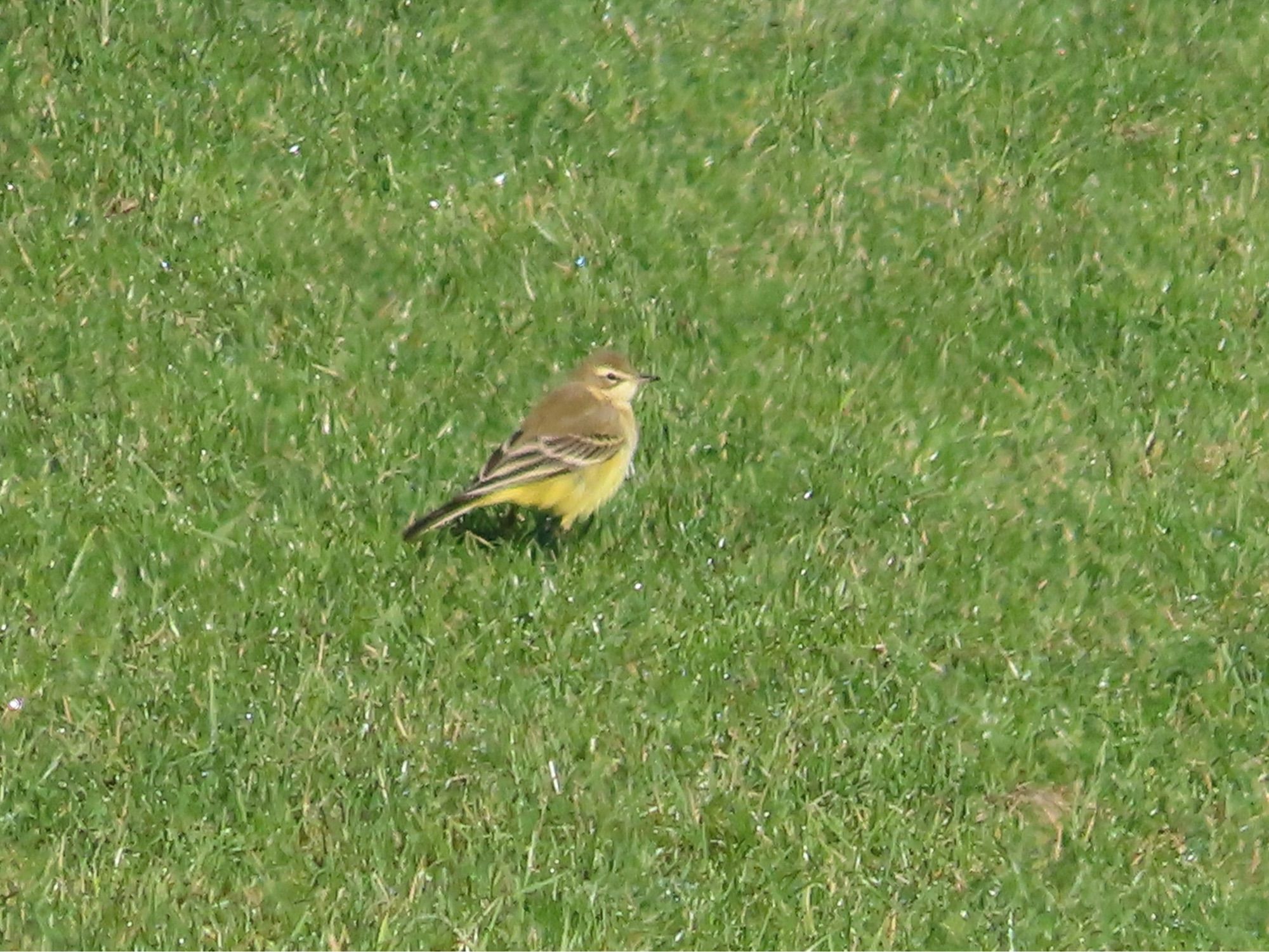 My first local Yellow Wagtail for 14 years with a group of alba wagtails