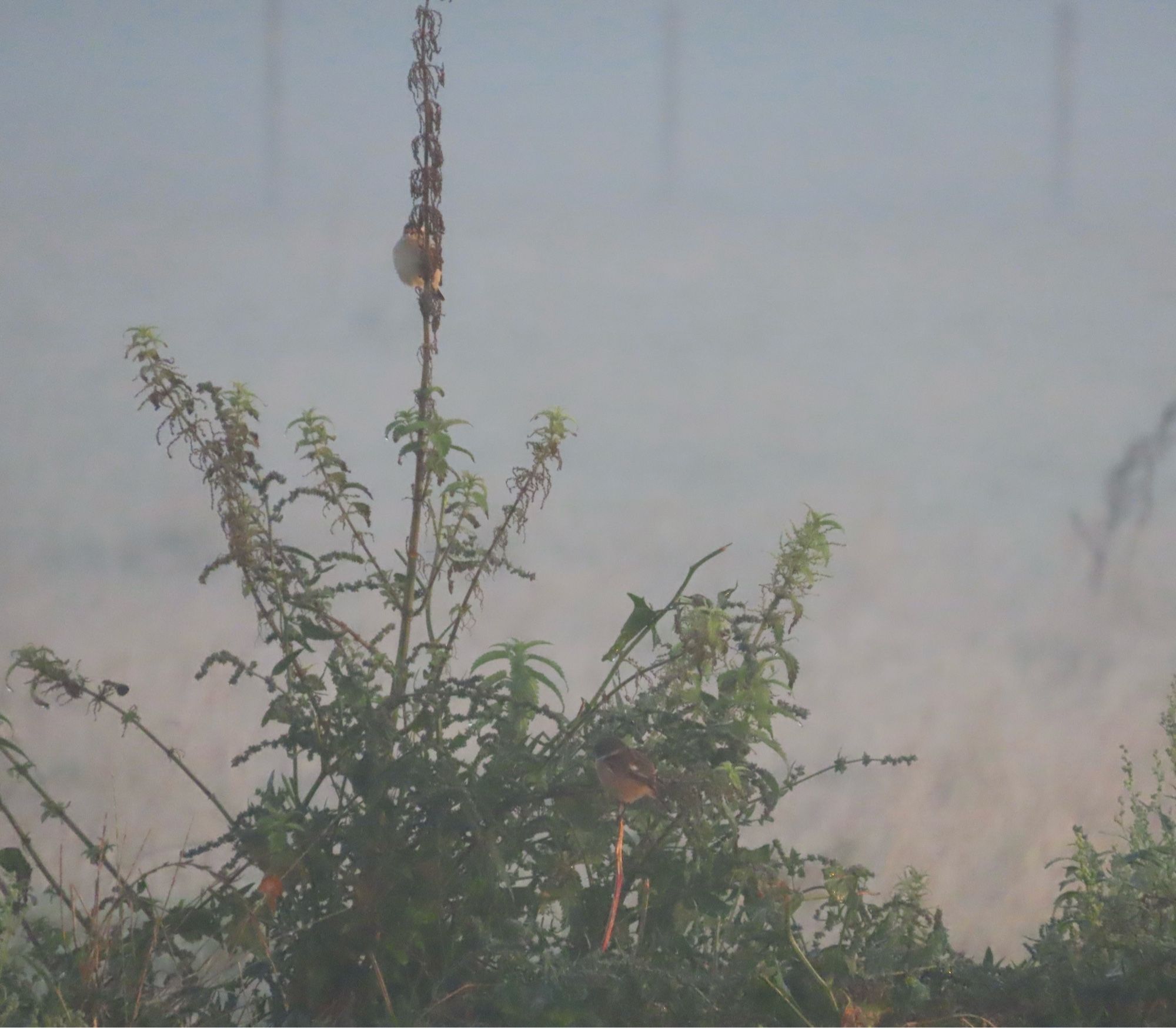 Whinchat & Stonechat at 6:54am