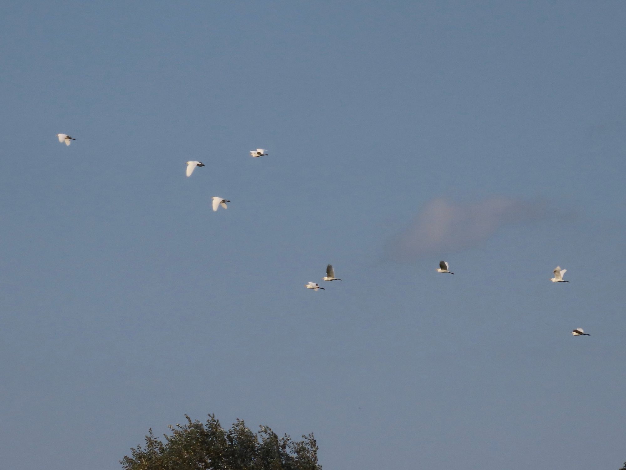 9 Cattle Egrets departing Bough Beech Reservoir airspace, 5:02pm