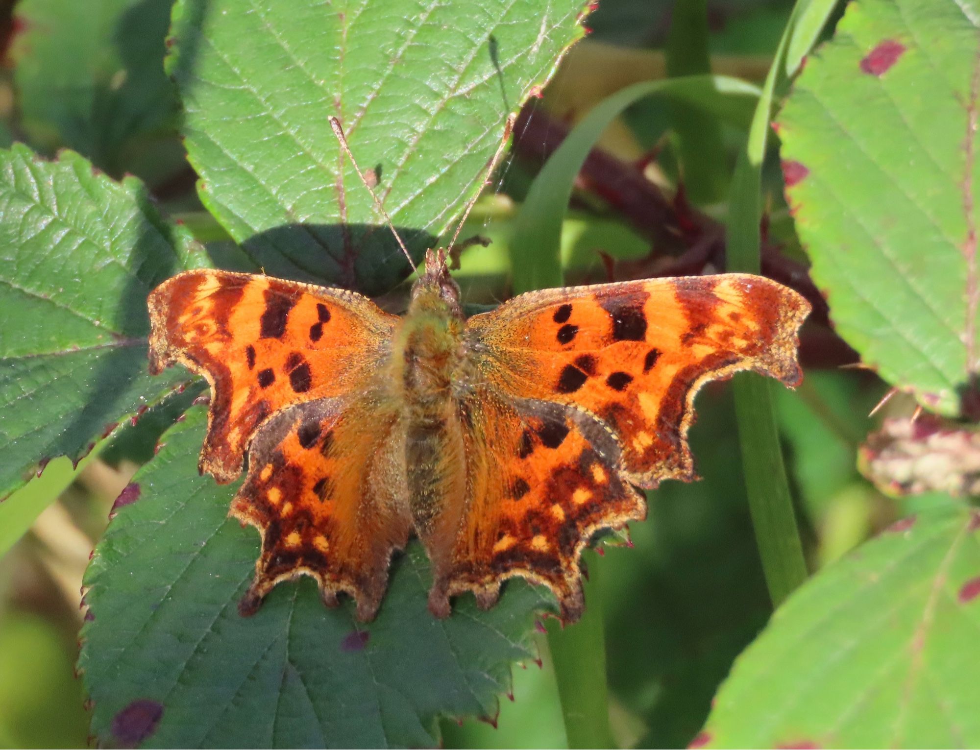 Comma