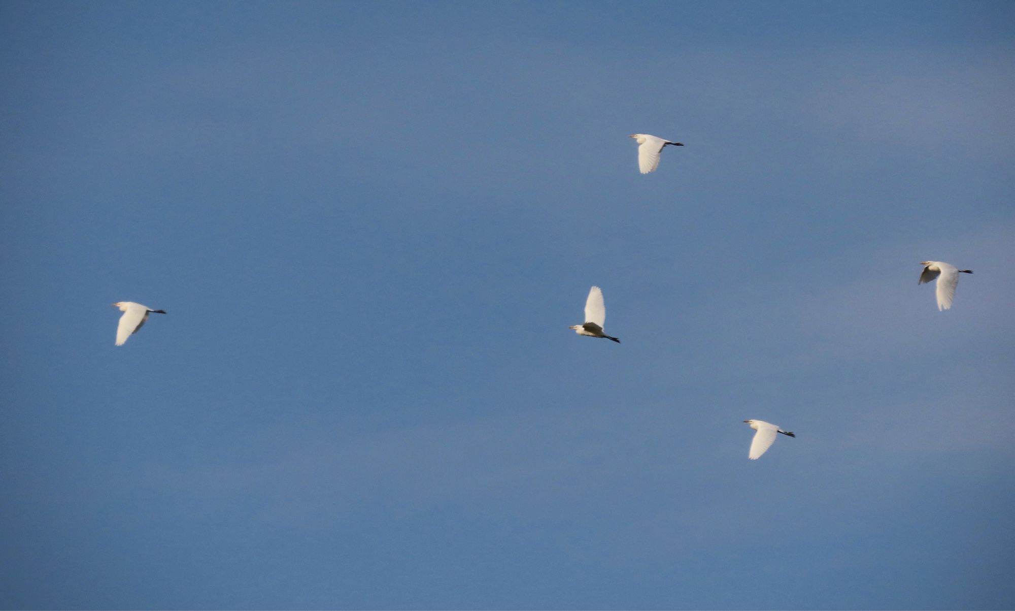 5 Cattle Egrets over the main reservoir.