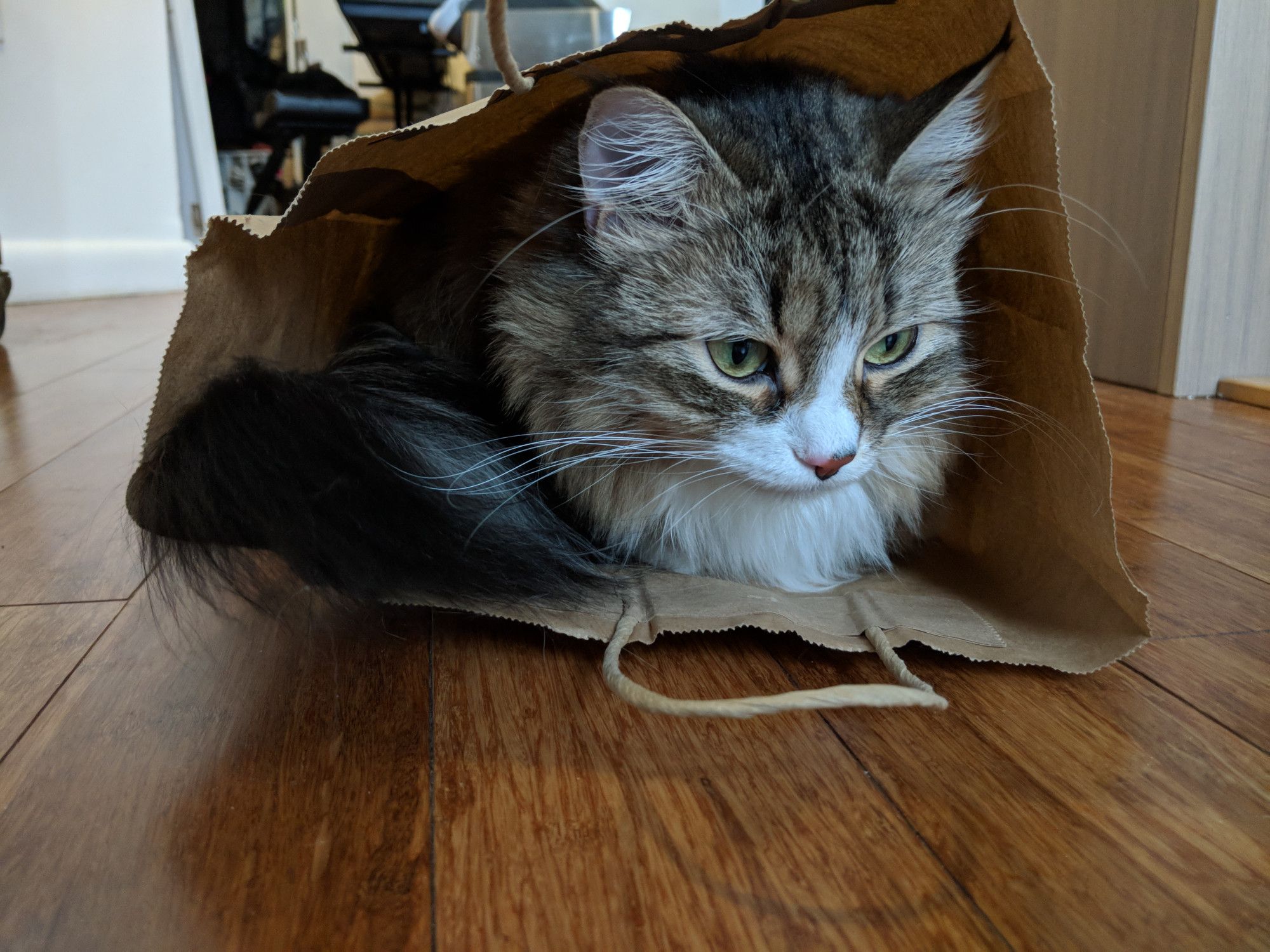 Close-up photo of a long-haired cat peeking out of a paper bag