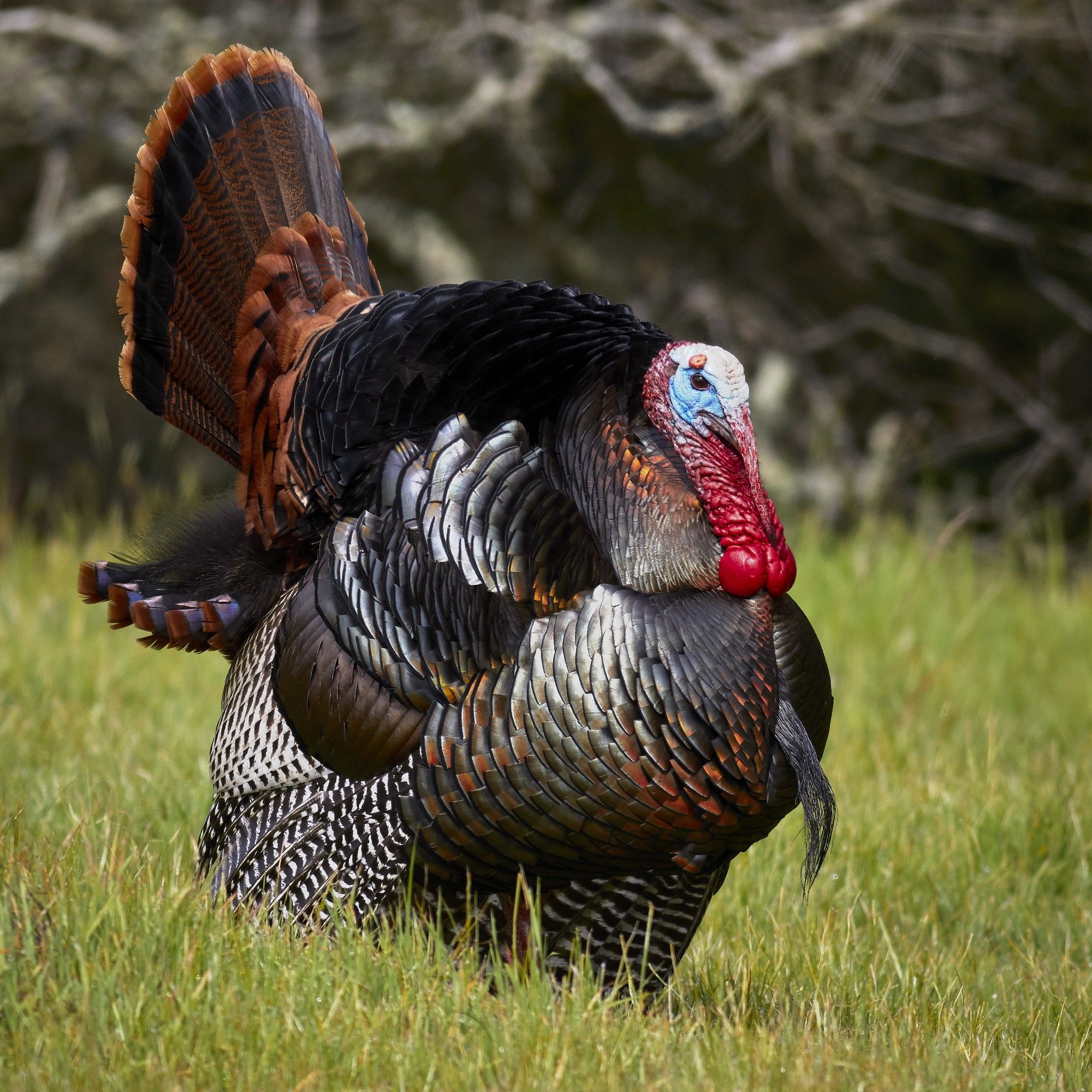 A turkey, looking like a Dark Souls boss.