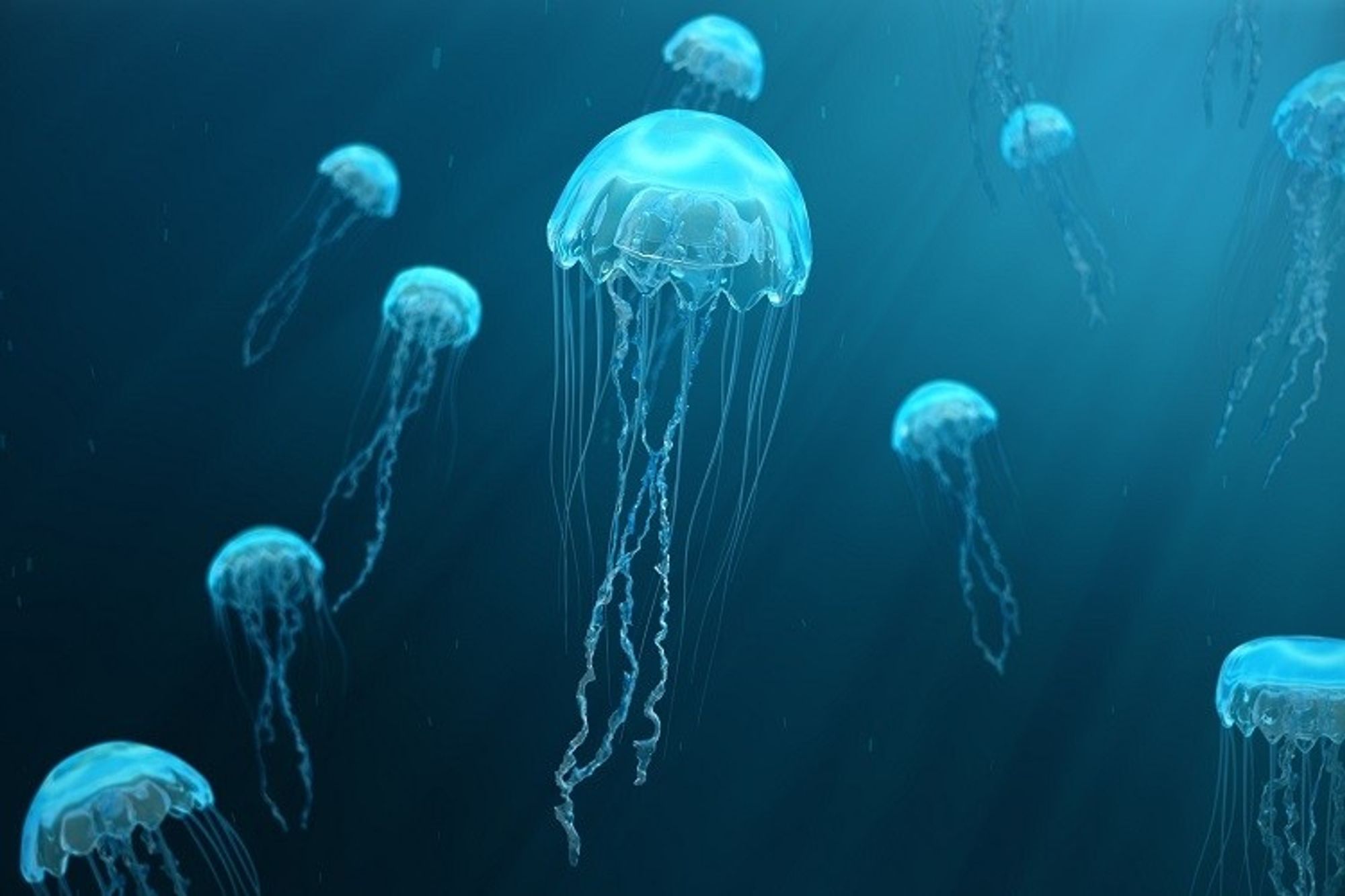 Jellyfish.