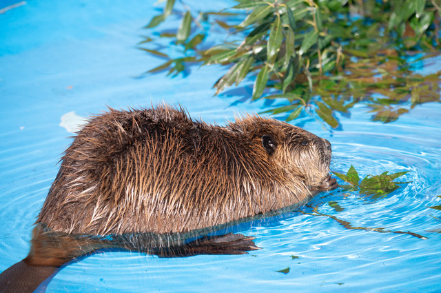 A beaver.