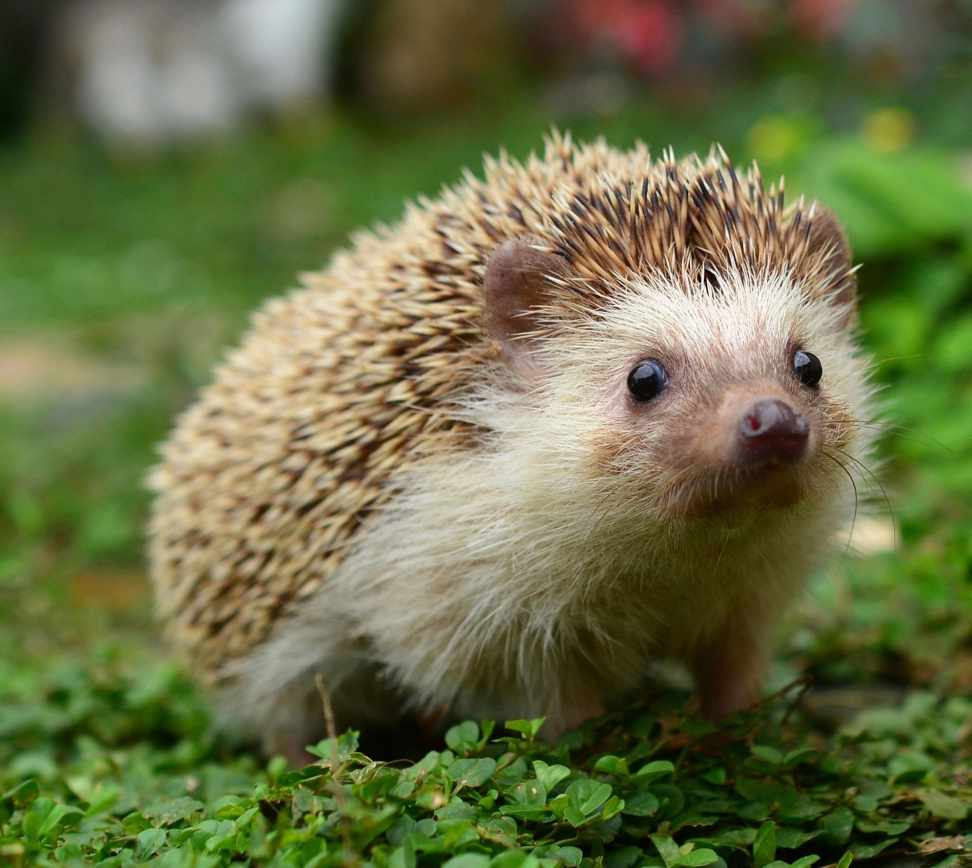 An adorable hedgehog.