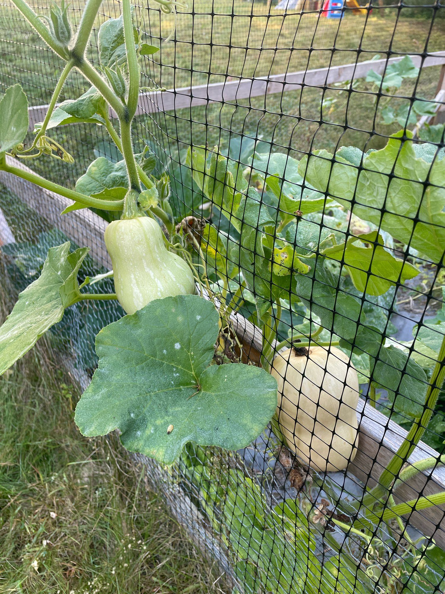 A wooden garden enclosure with netting surrounding it. One winter squash is growing lodged between the wood and the net, and another has grown entirely outside of the enclosure.