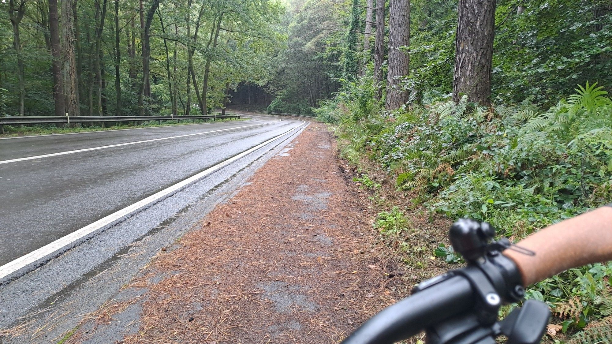 A two-lane road in a green wood scenery, with margins covered in brown pine needles