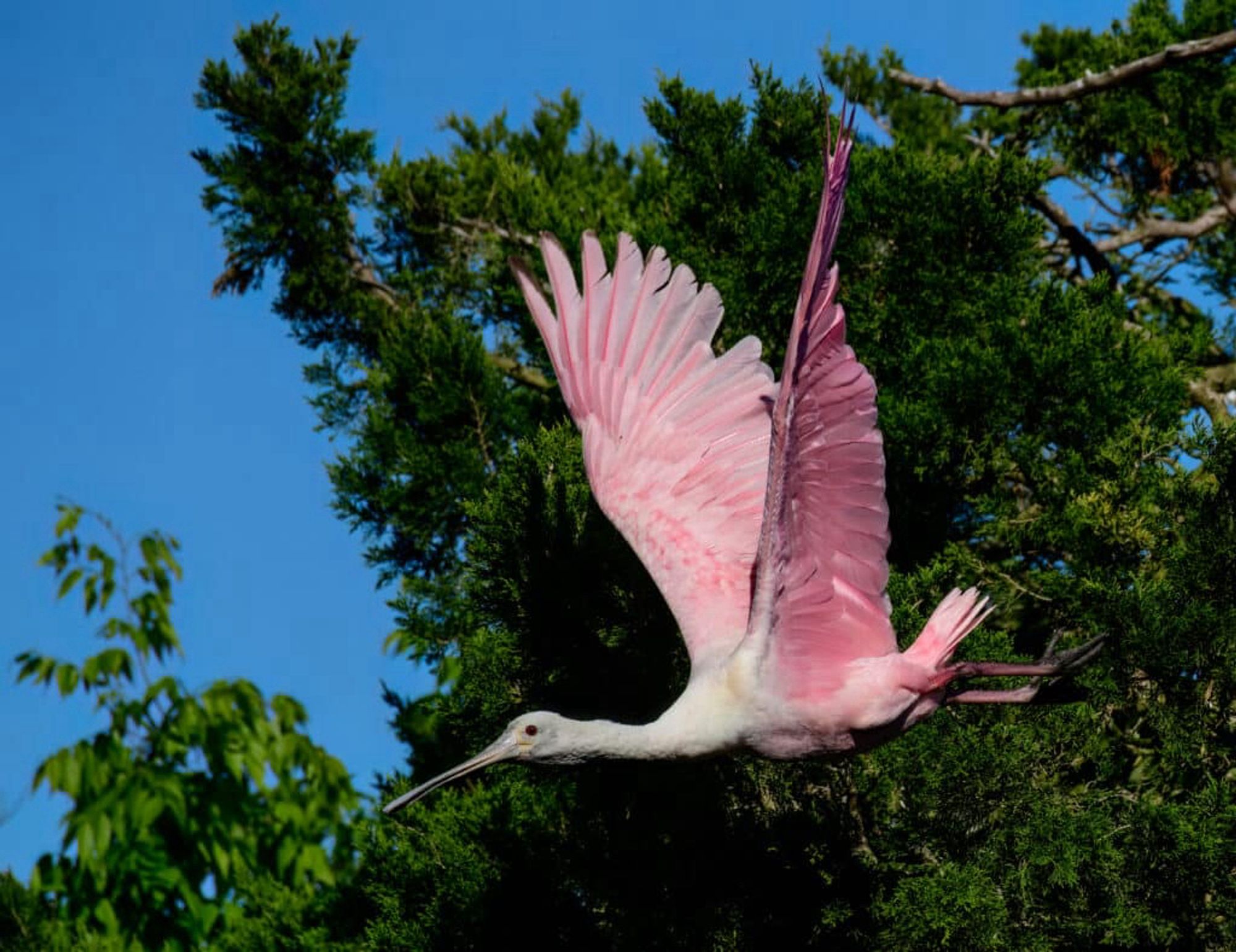 Roseate spoonbill flying through the air, its pink wings fully extended