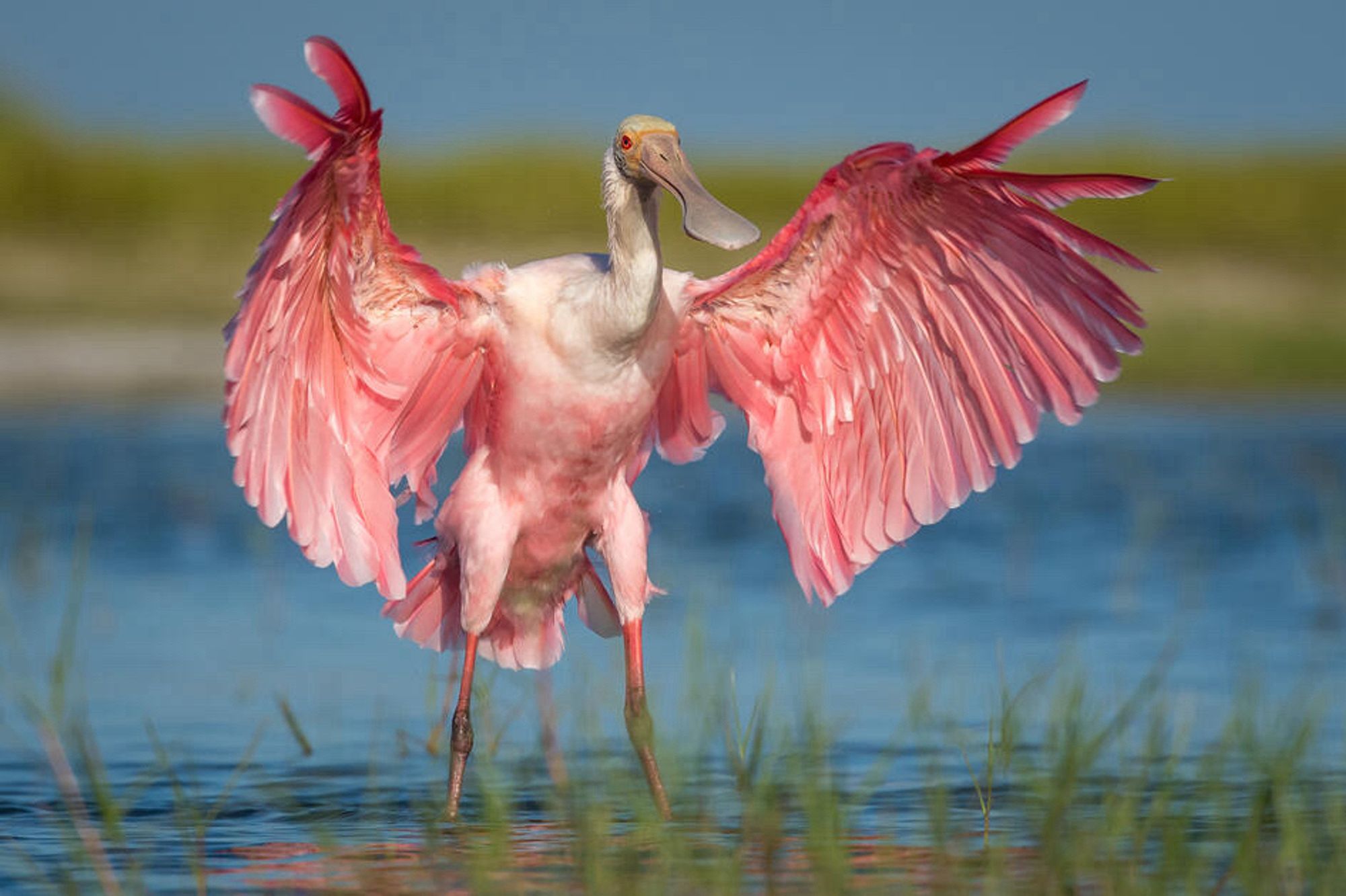 Roseate Spoonbill opening its wings (maybe its taking off idk!)