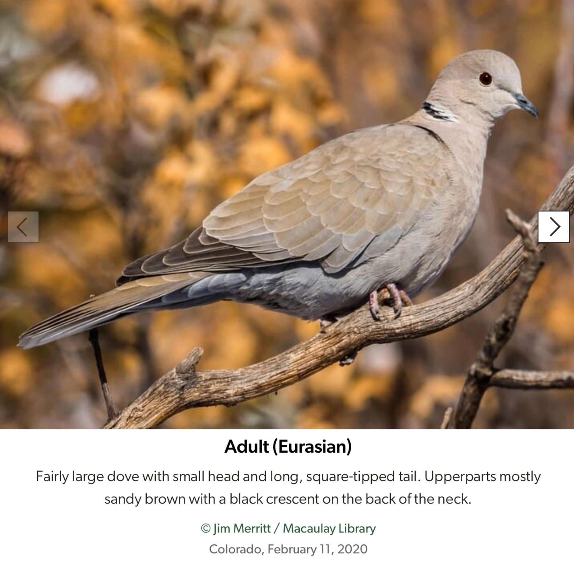 Eurasian Collared Dove
 Fairly large dove with small head and long, square-tipped tail. Upperparts mostly sandy brown with a black crescent on the back of the neck
 © Jim Merritt / Macaulay Library
 Colorado, February 11, 2020