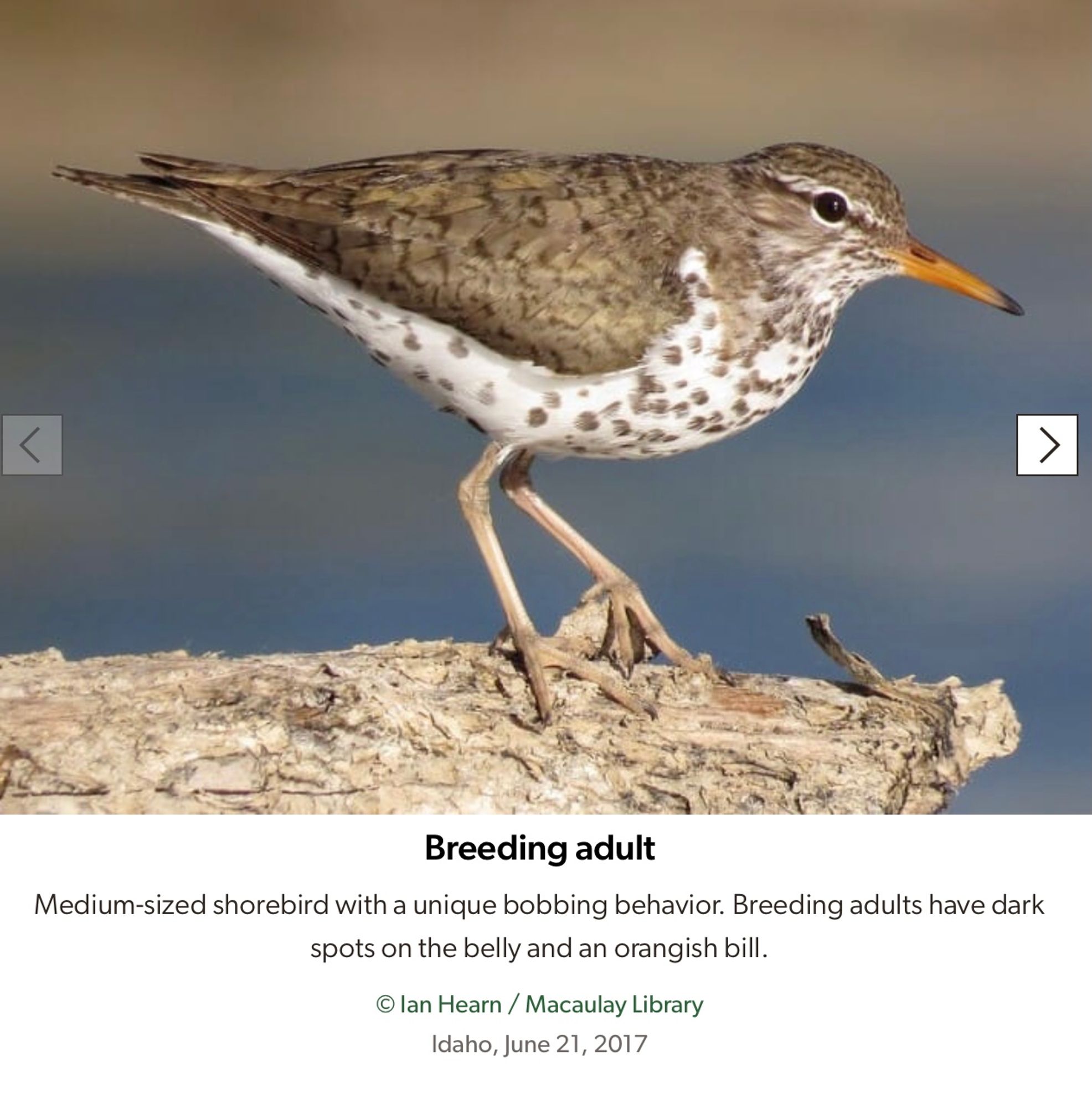 Spotted Sandpiper
 Medium-sized shorebird with a unique bobbing behavior. Breeding adults have dark spots on the belly and an orangish bill.
 © lan Hearn / Macaulay Library
 Idaho, June 21, 2017