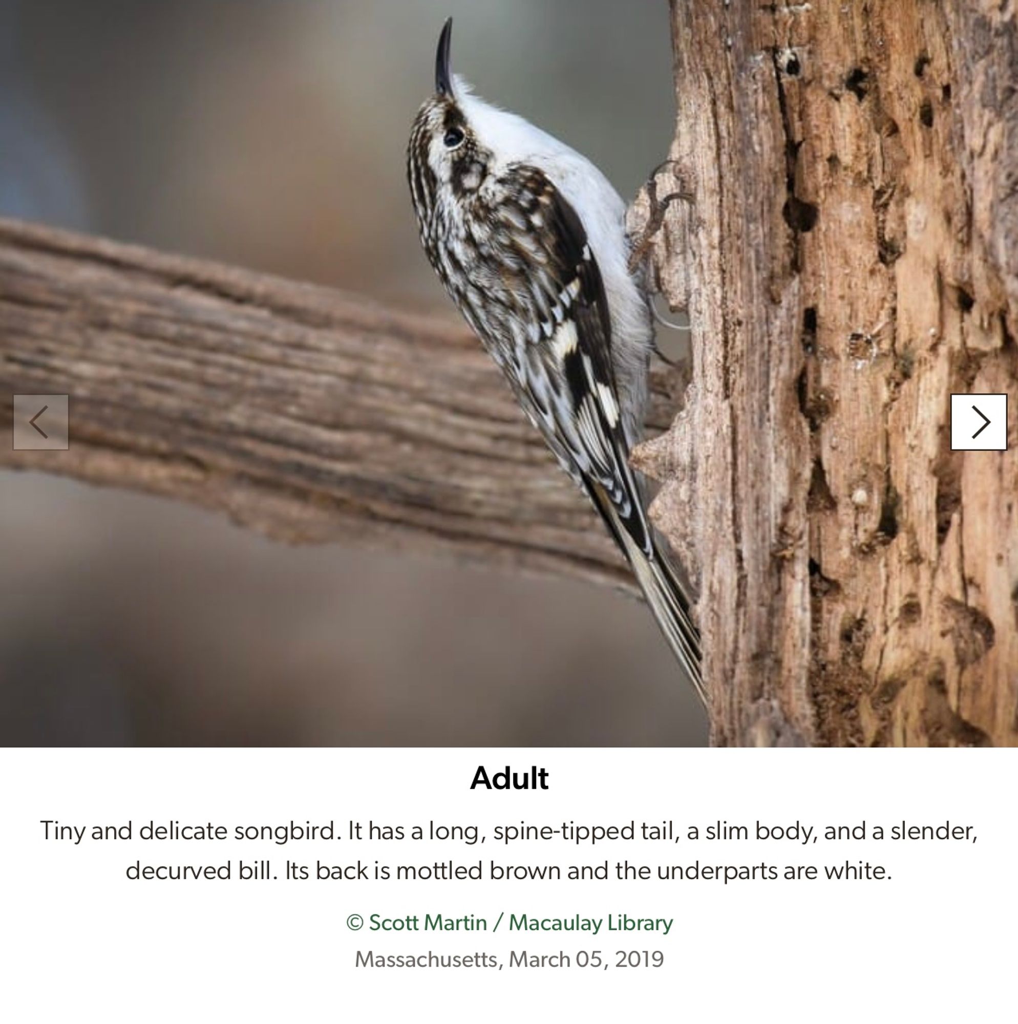 Brown Creeper
 Tiny and delicate songbird. It has a long, spine-tipped tail, a slim body, and a slender, decurved bill. Its back is mottled brown and the underparts are white.
 © Scott Martin / Macaulay Library
 Massachusetts, March 05, 2019