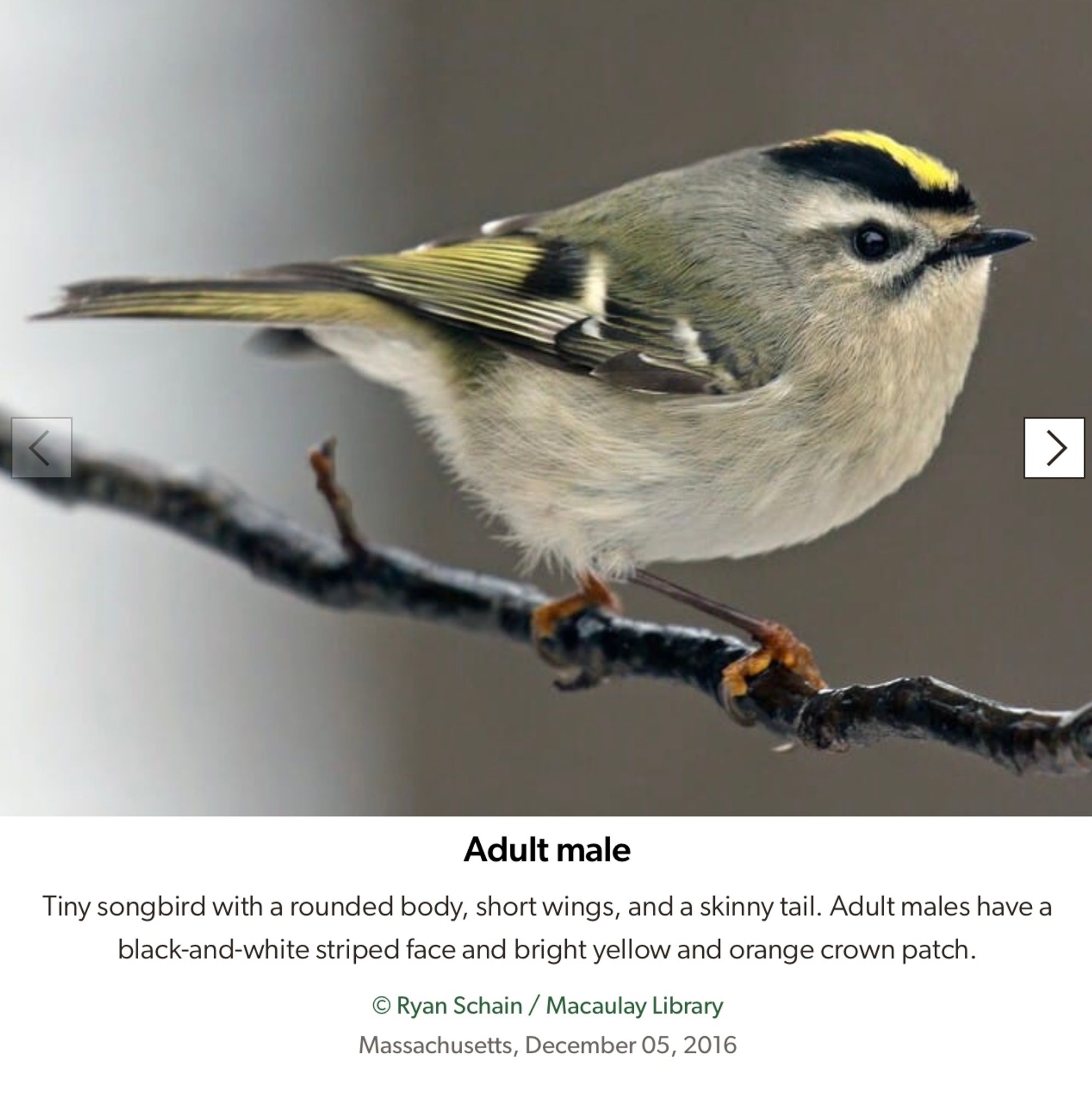 Golden-crowned Kinglet
 Tiny songbird with a rounded body, short wings, and a skinny tail. Adult males have a black-and-white striped face and bright yellow and orange crown patch.
 © Ryan Schain / Macaulay Library
 Massachusetts, December 05, 2016