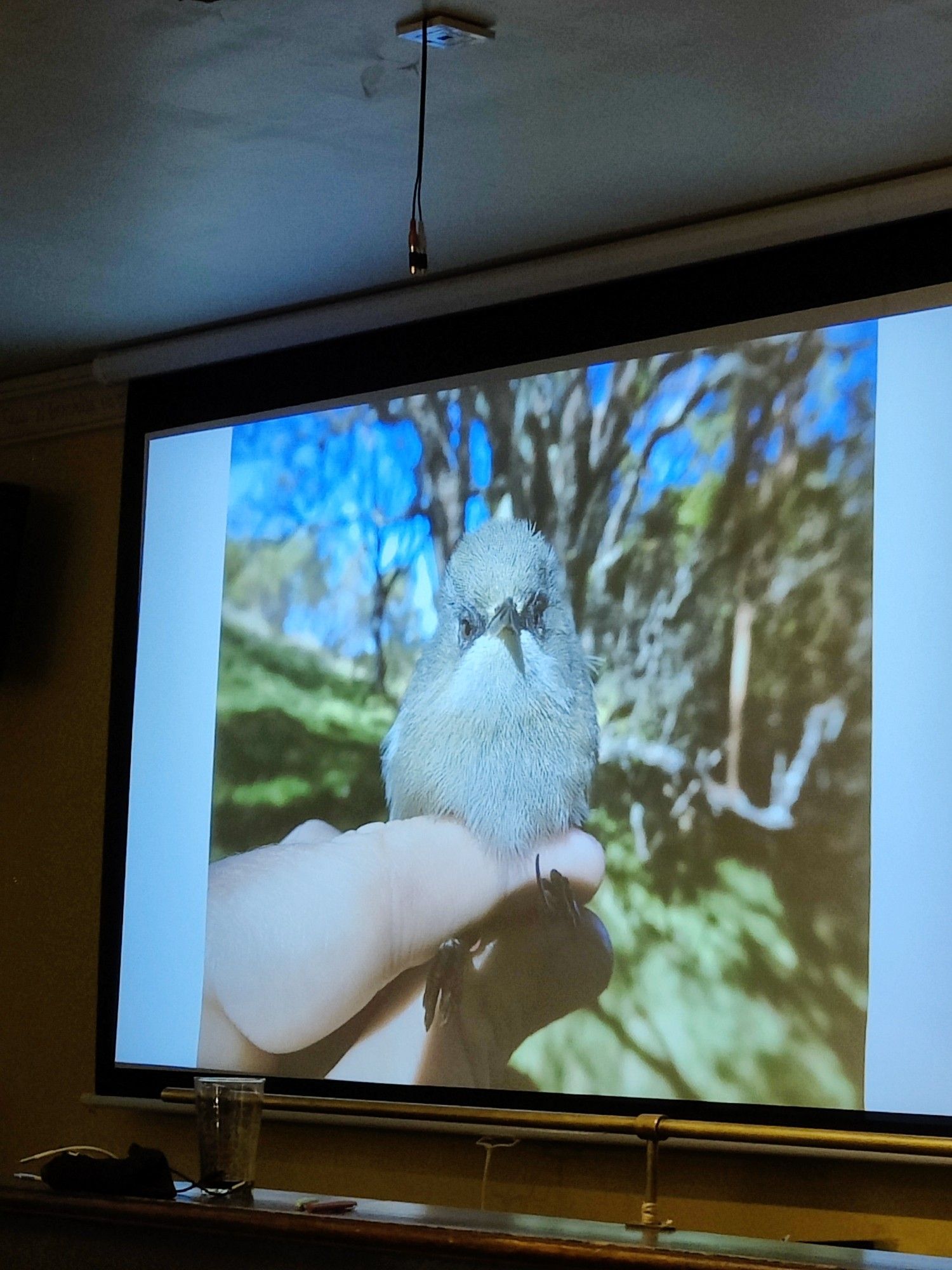 Photo d'un oiseau mims (j'ai oublié le nom)