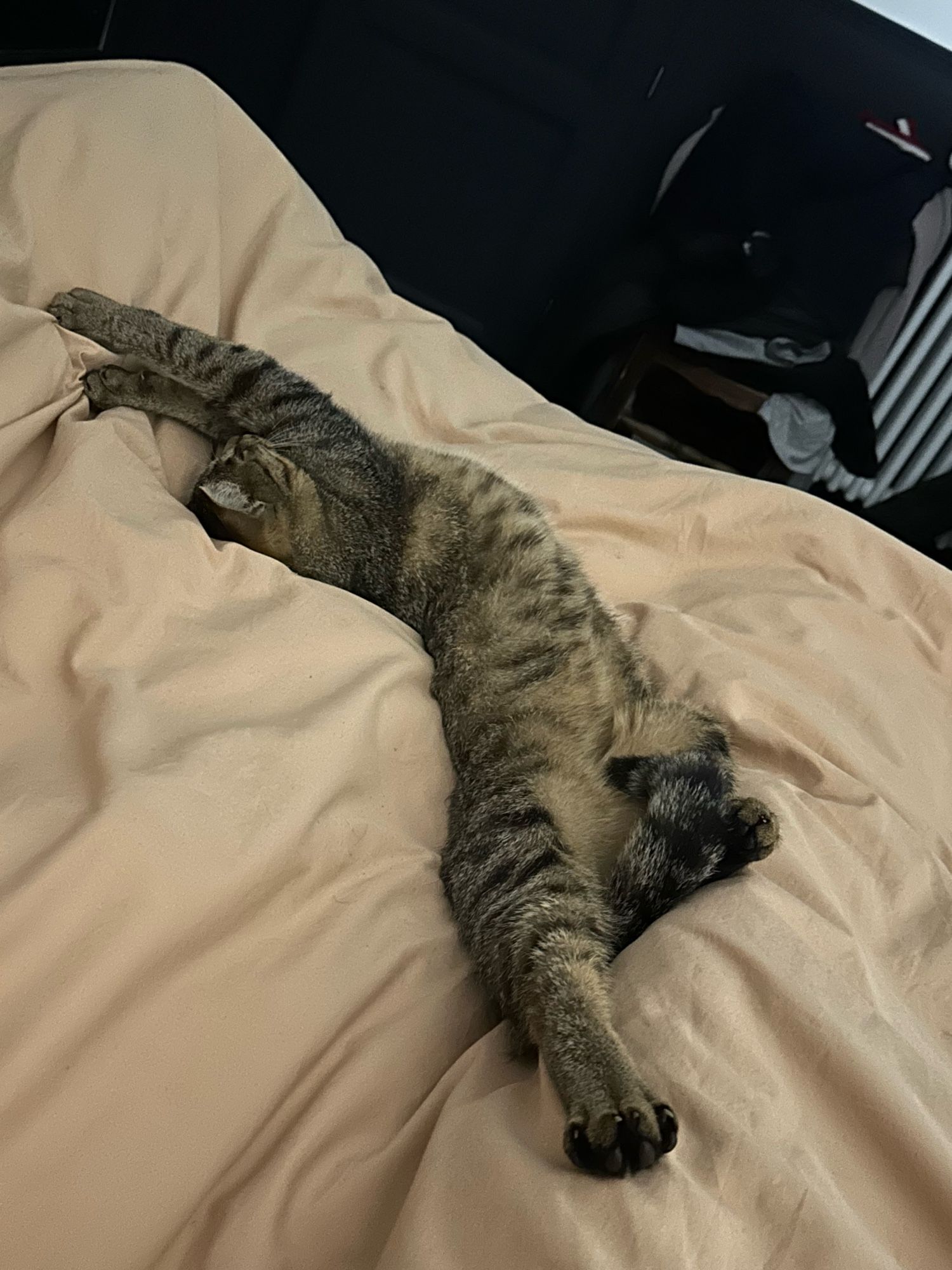 Chat qui dort en position dite « Nadia Comaneci »