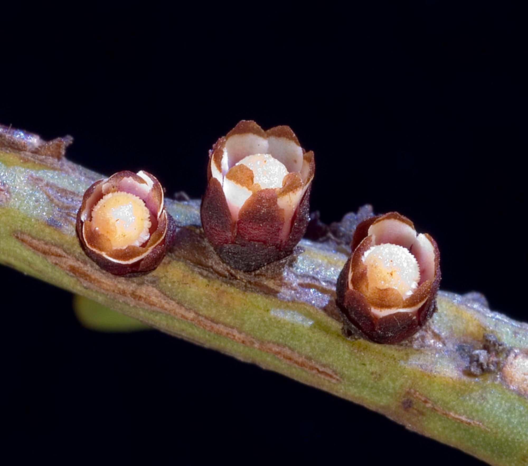 Close-up photo of a stem with three tiny parasitic flowers emerging. The flowers have many tepals and many stamens.