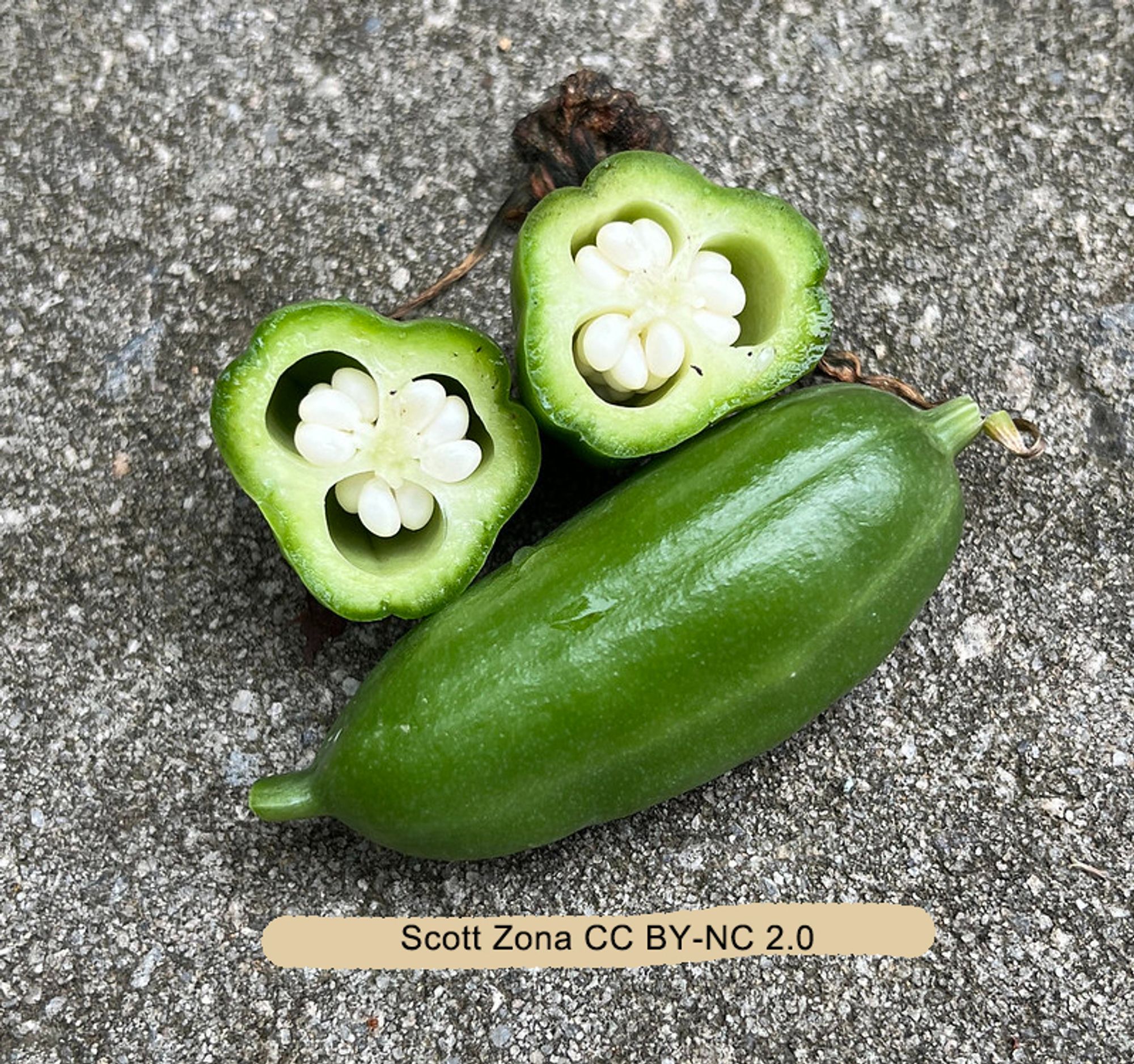 Photo of two green (unripe) capsules of Iris. One is cut in cross-section. The capsule is divided into three locules by septa. The unripe seeds are attached to placentae in the axils of the three septa.