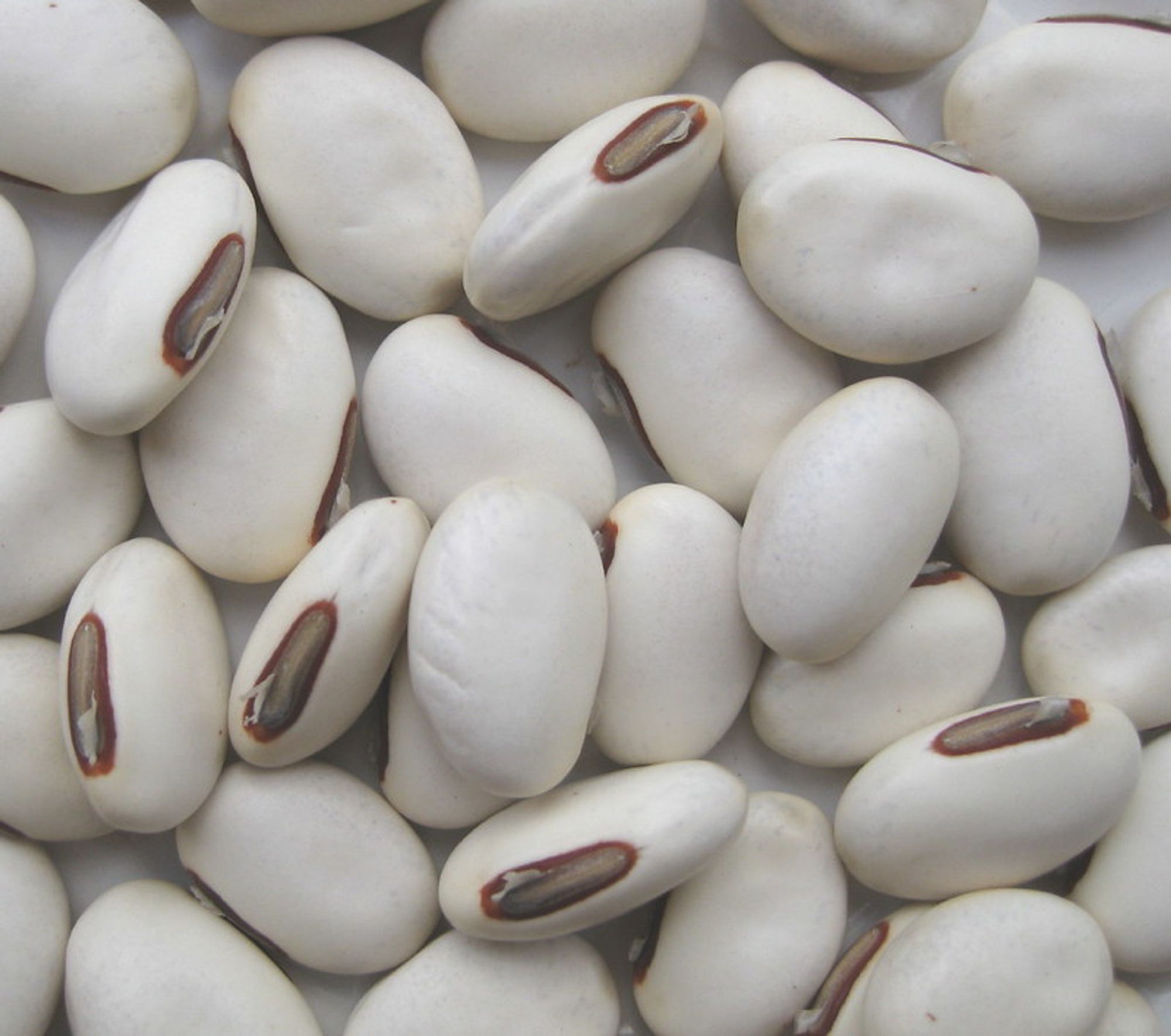 Close-up photo of legume seeds. The seeds are white with brown hilums. Ton Rulkens CC BY SA 2.0