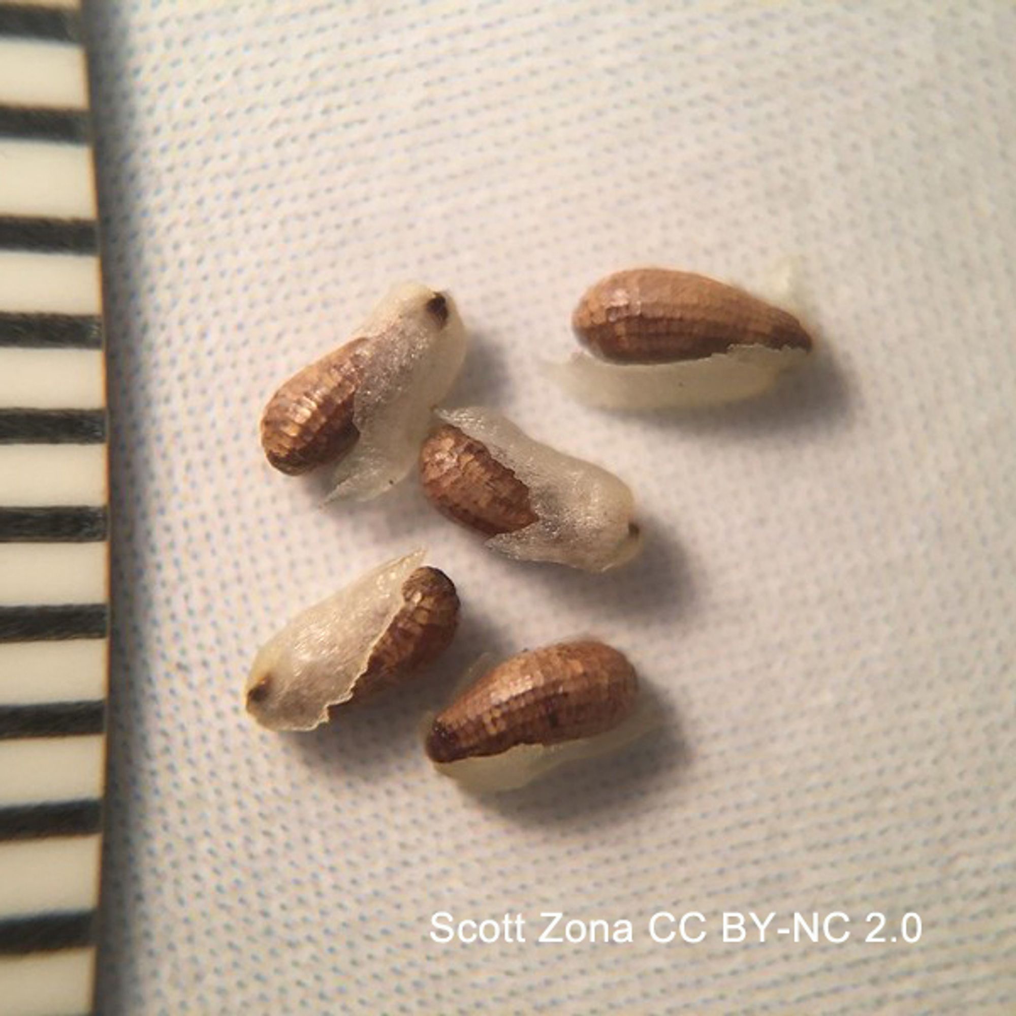 Close-up photo of brown, ovoid seeds (the mm scale shows they are <2 mm long). Each seed has a pale aril covering one-third of the seed. Photo by Scott Zona CC BY-NC 2.0.