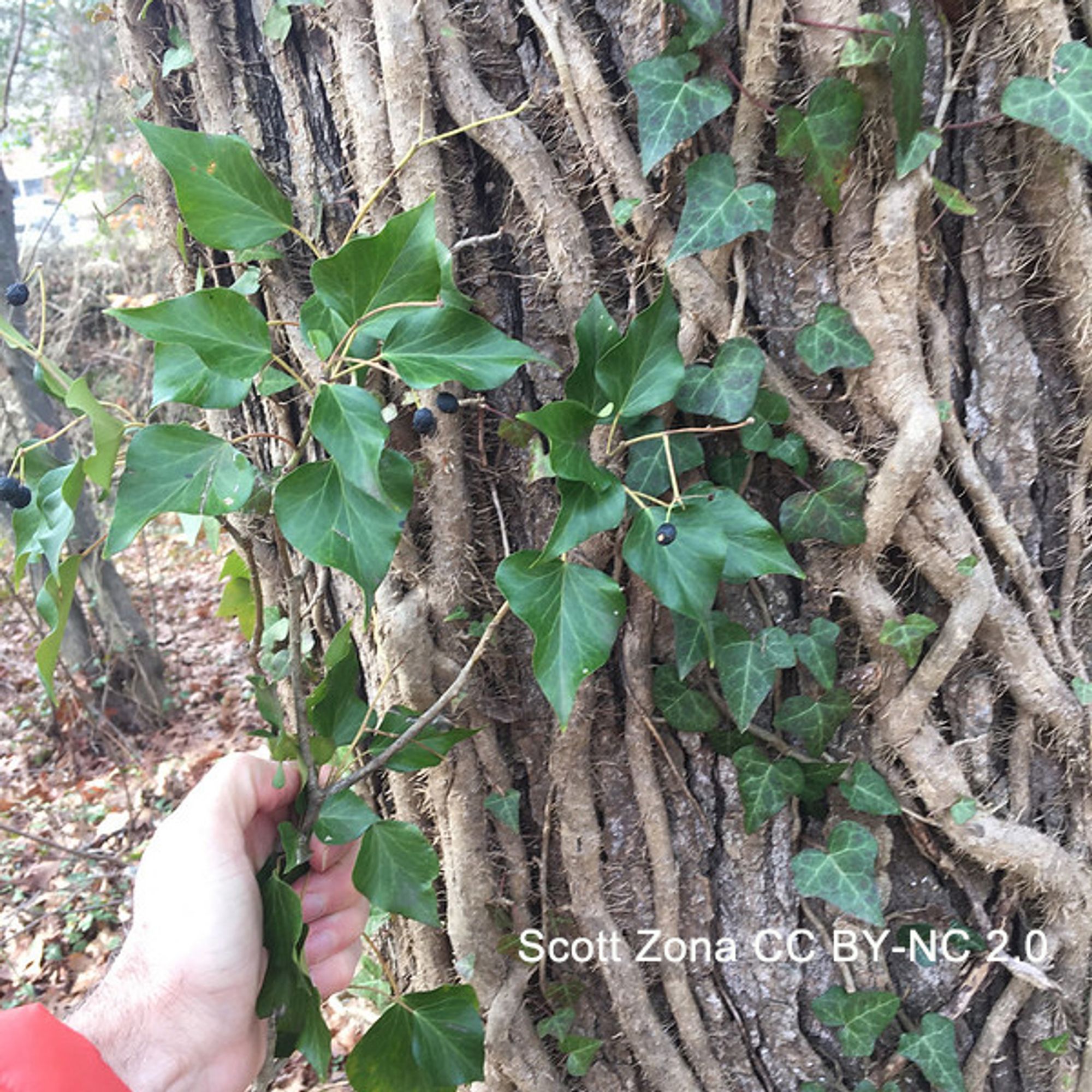 Photo of a tree with ivy growing up the trunk. A hand holds a non-climbing branch with unlobed ovate leaves and flowers—the adult morphology of ivy. Scott Zona CC BY-NC 2.0.
