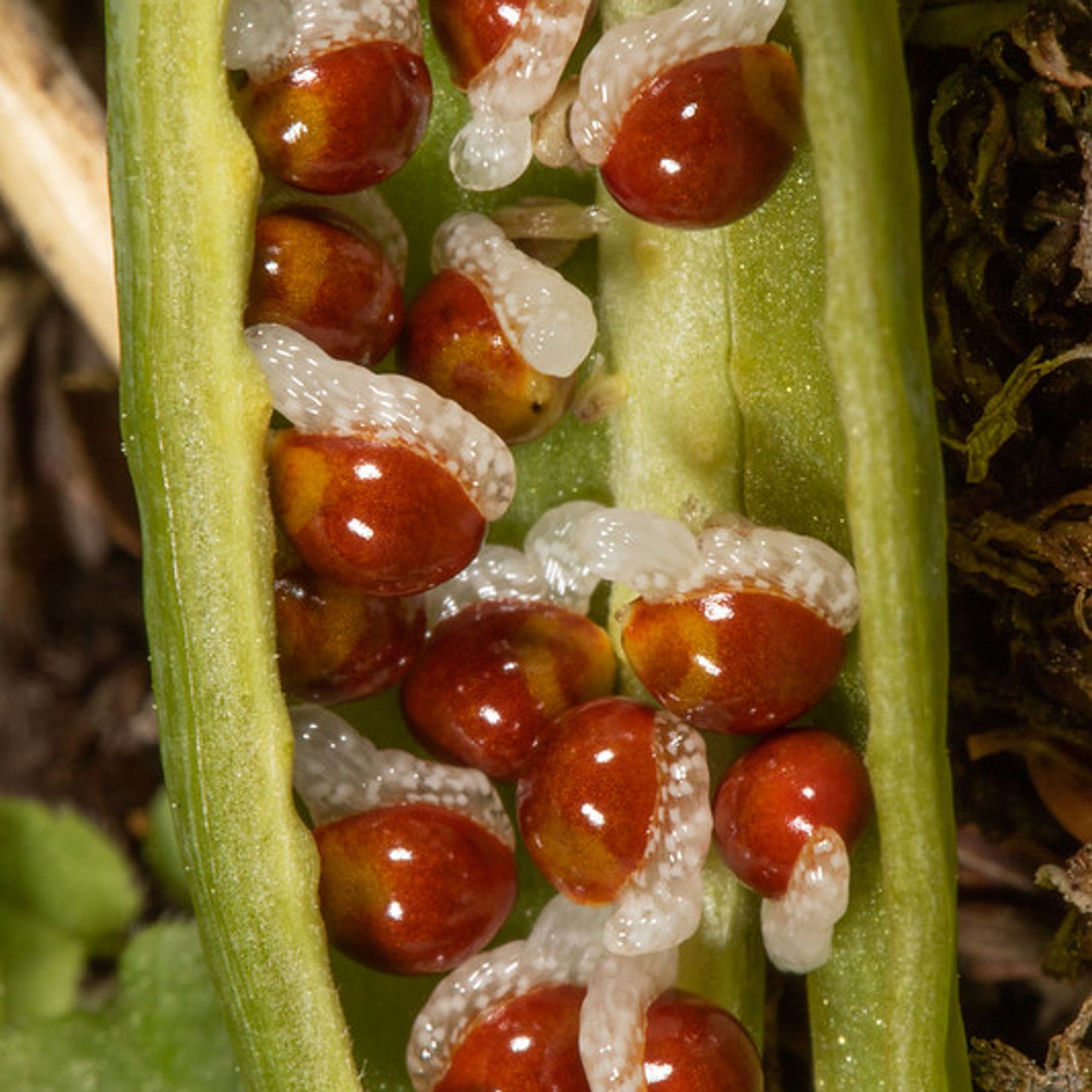 Close-up photo of a capsule packed with shiny brown, spherical seeds, each with a small, white aril.