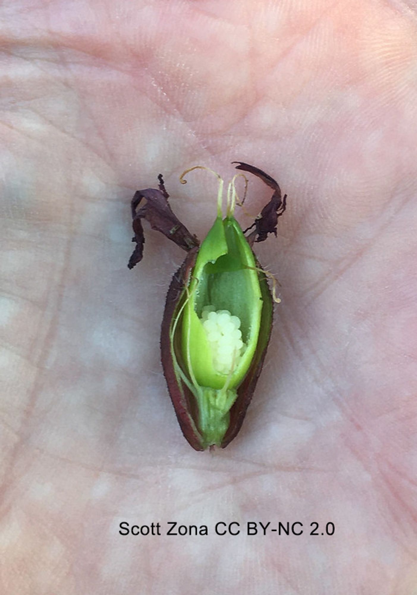 Photo of an unripe capsule in longitudinal section. The ovules are attached to a column that rises up in the center of the locule but does not connect with the top of the locule.