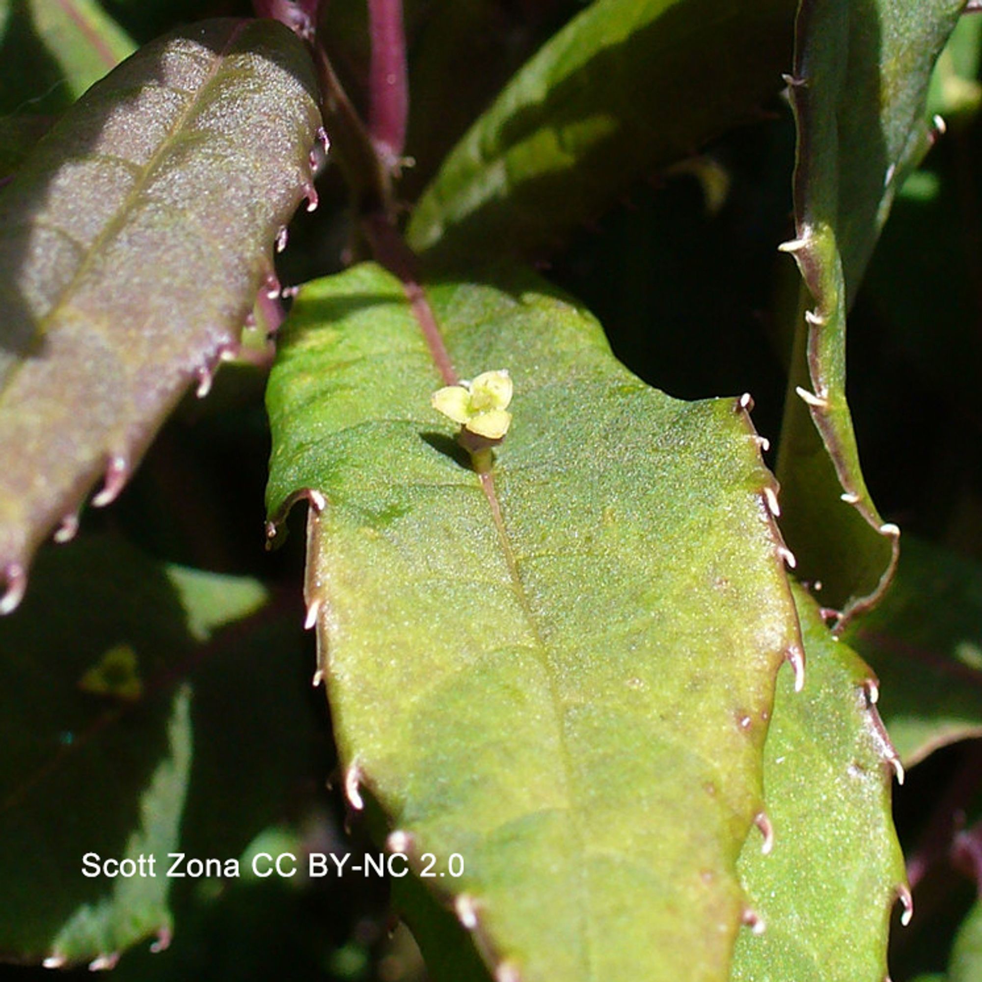 Photo of a leaf with a single, small yellowish flower emerging midway up the central vein. Photo by Scott Zona CC BY-NC 2.0.