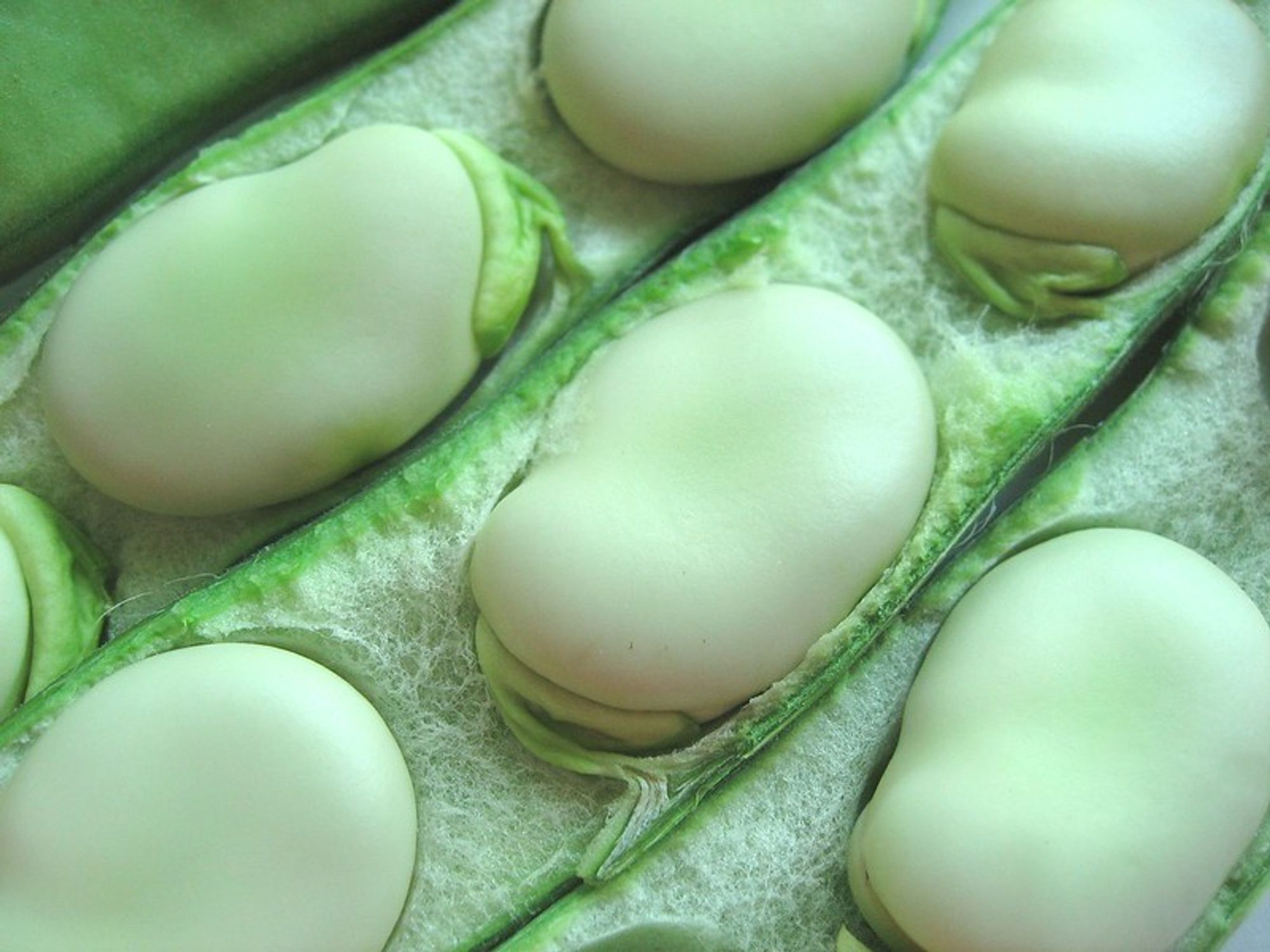 Close-up photo of rows of young fava beans in pods that have been split open. Shihmei Barger CC BY-NC-ND 2.0