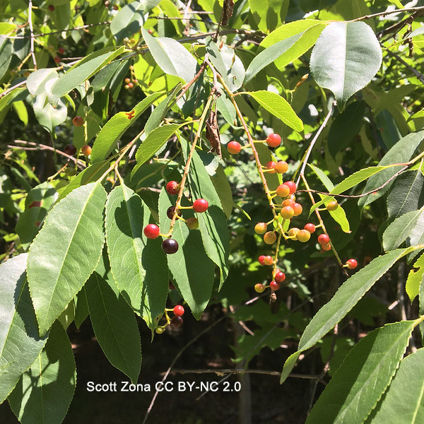 Photo of leafy shoots bearing racemes of small drupes ripening from red to black. Photo by Scott Zona CCBYNC2.
