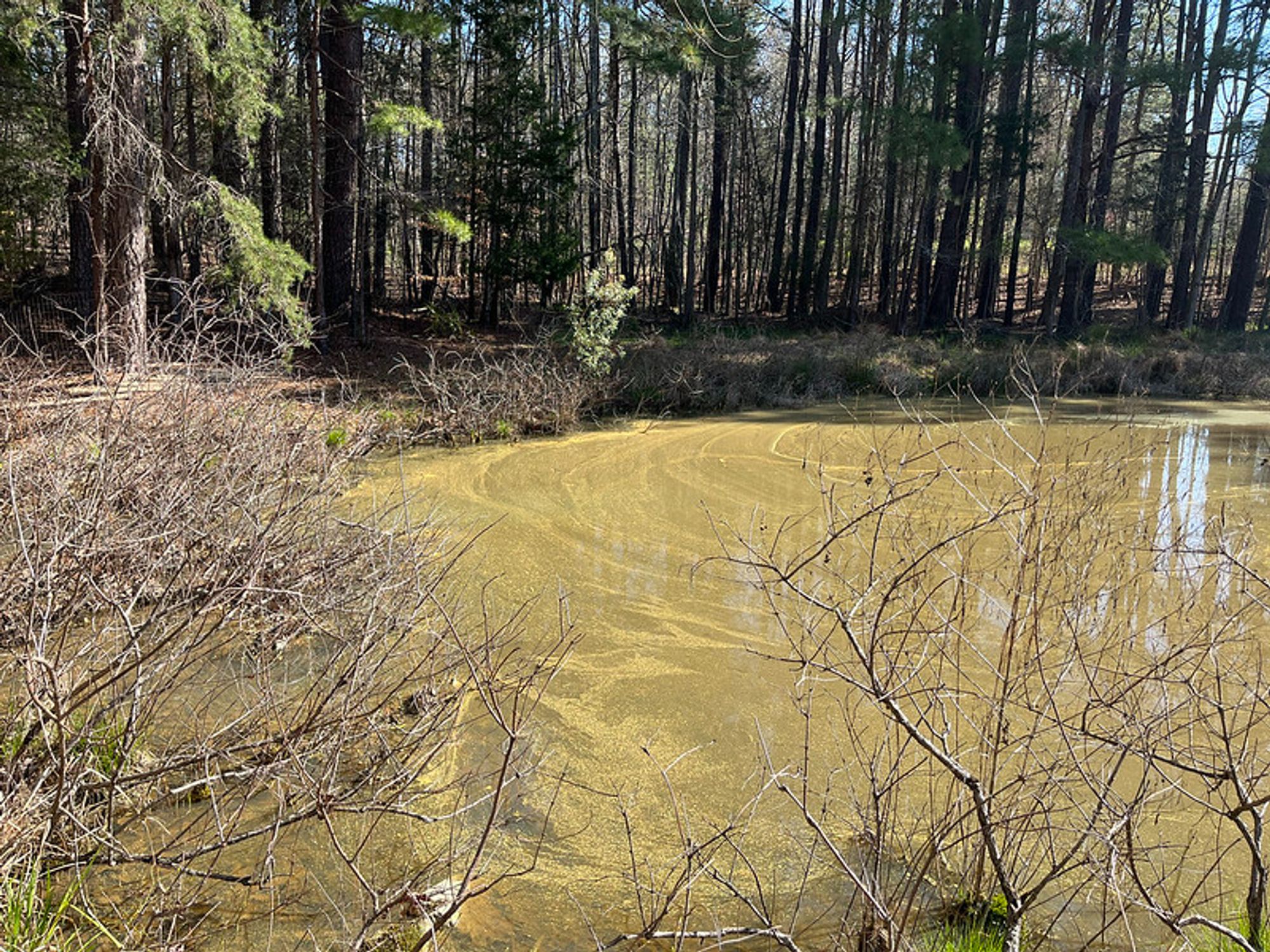 Photo of the surface of a pond covered in pollen.