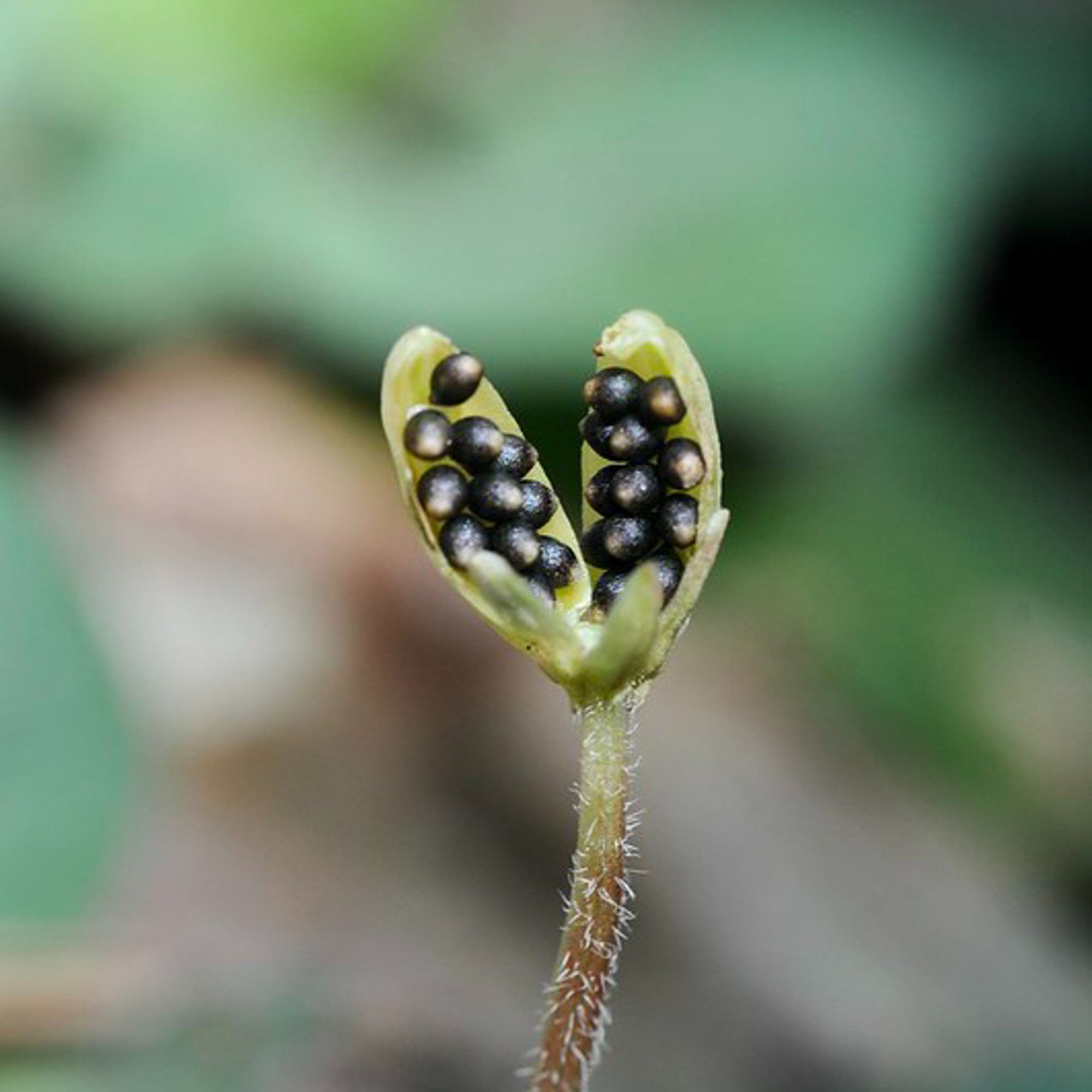 Close-up photo of a capsule opening into three parts, each with many small, black seeds. Each seed has a small white aril.