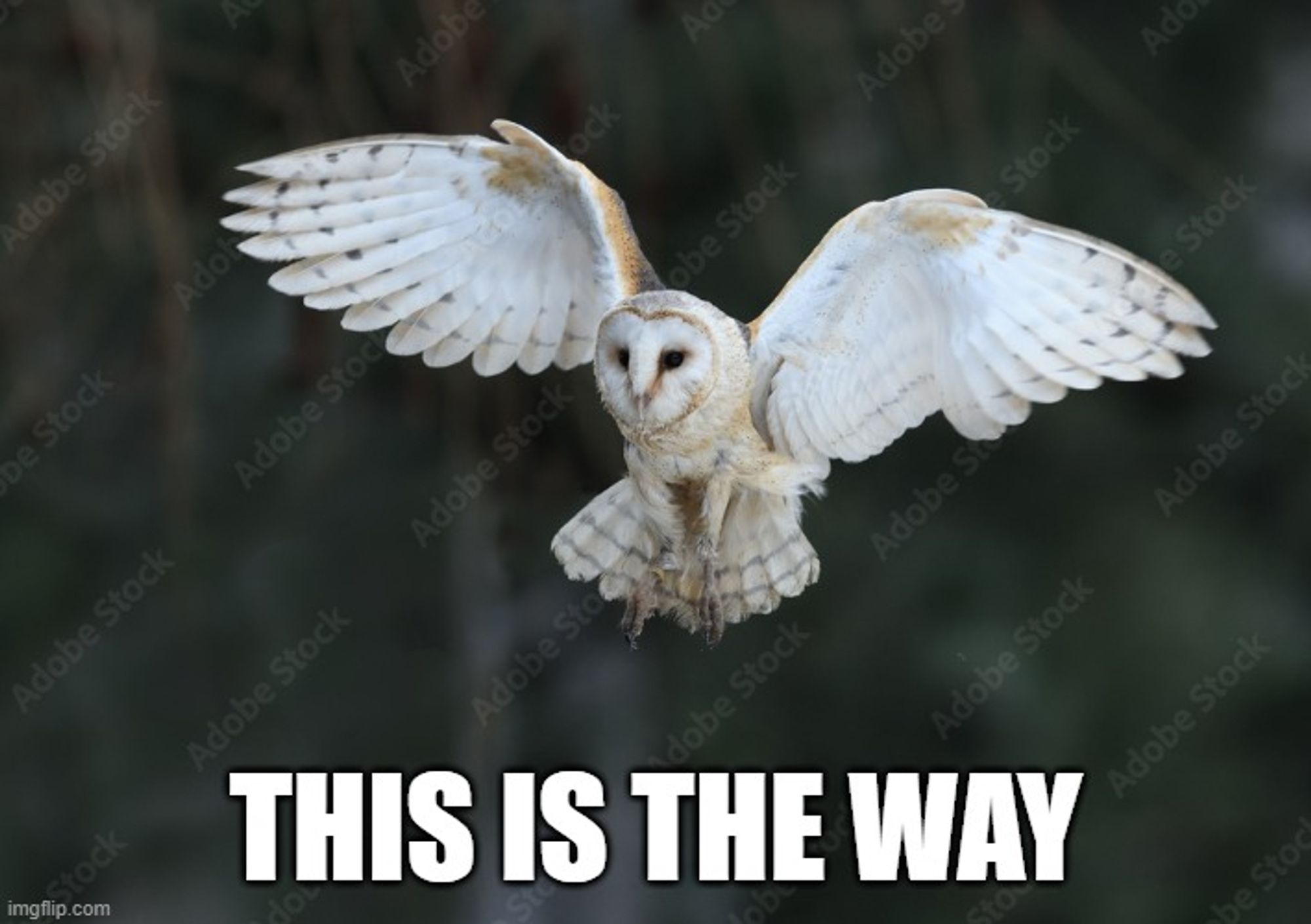 Bild einer fliegenden Schleiereule "This is the way"